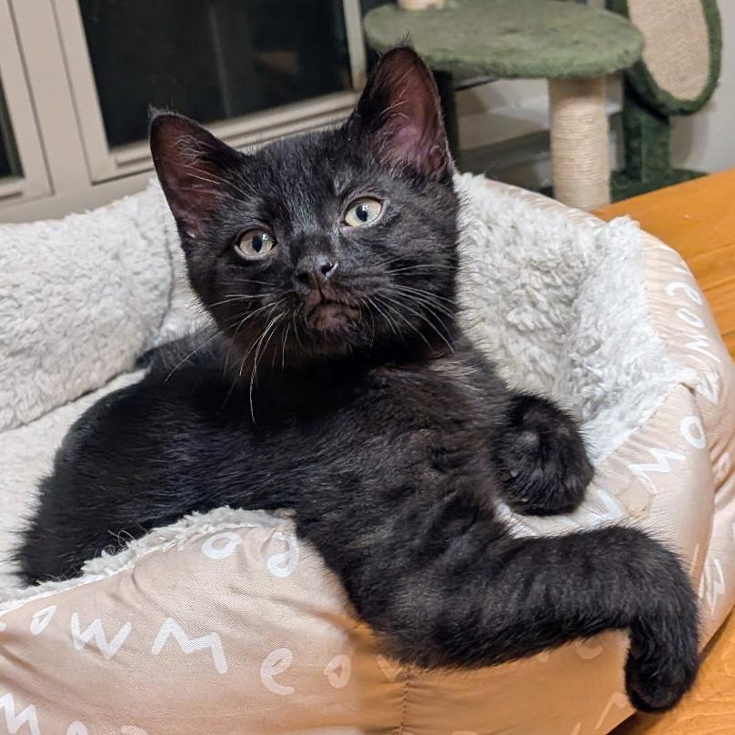 Pixel, a Adoptable Domestic Short Hair in Huntsville, AL image 5/6