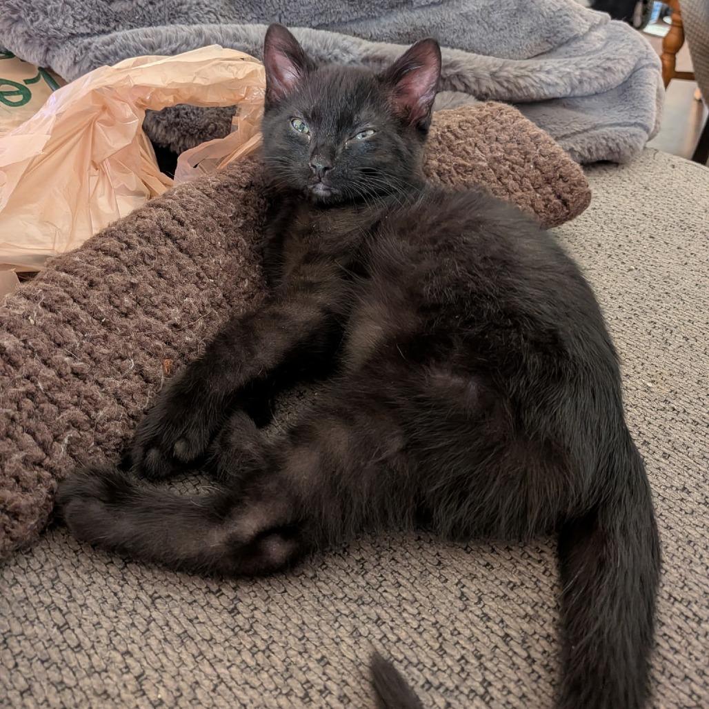 Pixel, a Adoptable Domestic Short Hair in Huntsville, AL image 6/6
