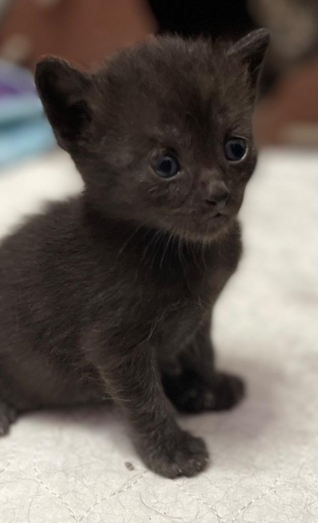Amara. DT, Adoptable, Kitten Female Domestic Medium Hair.
