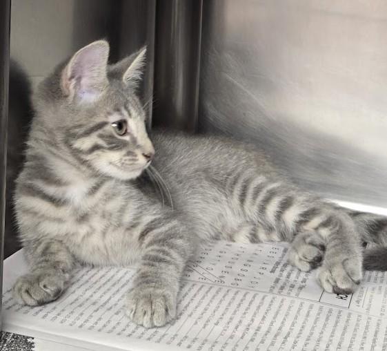 Binx, Adopted, Young Male Domestic Short Hair.
