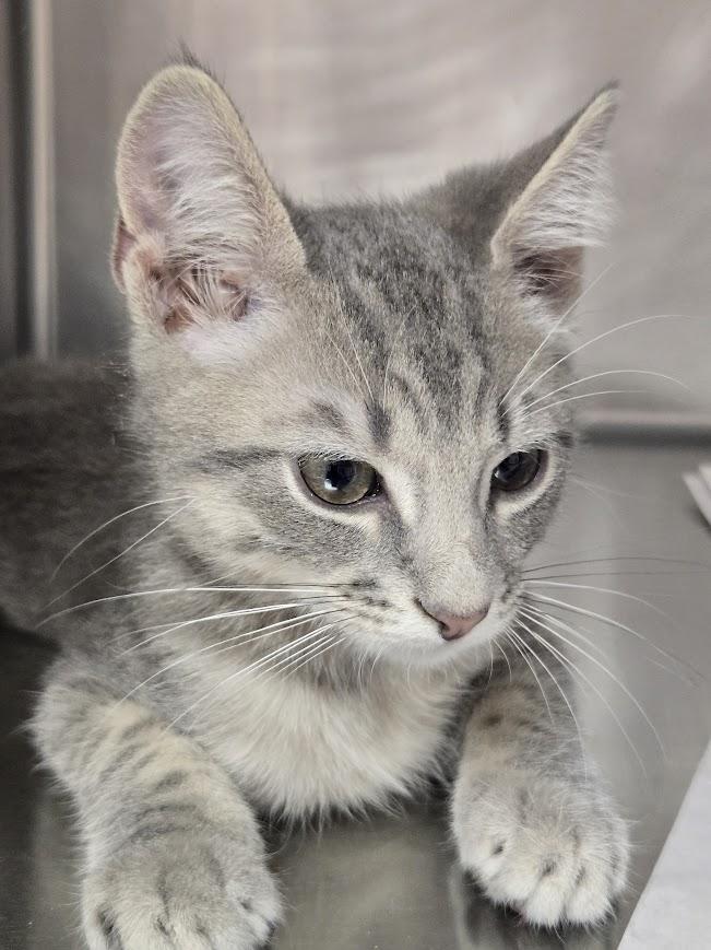 Enlarge Binx, a Adopted Domestic Short Hair in North Myrtle Beach, SC image 2/3