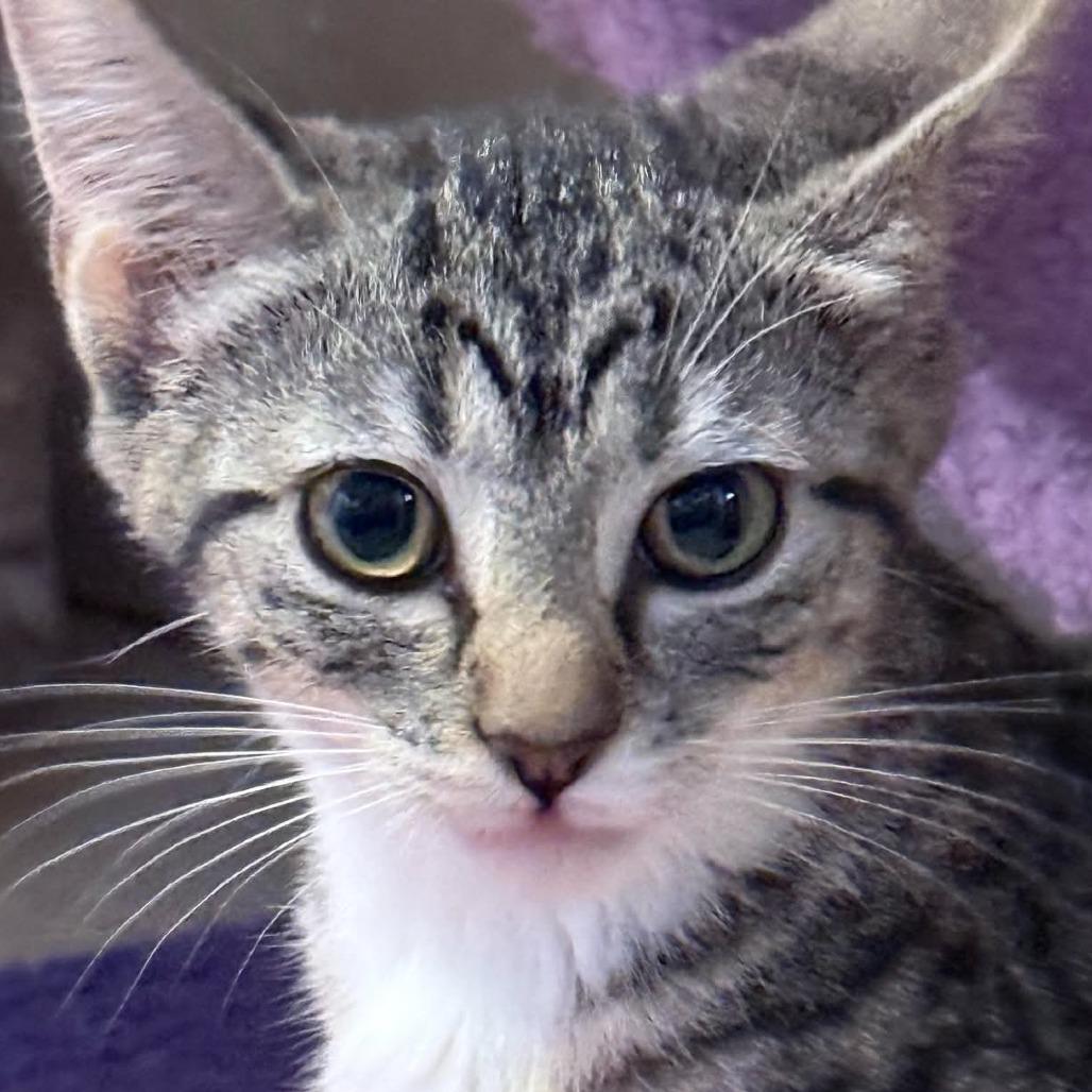 Princess, Adoptable, Kitten Female Domestic Short Hair.