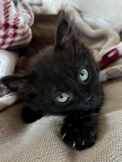 Sassy, Adoptable, Kitten Female Domestic Short Hair & Domestic Short Hair.
