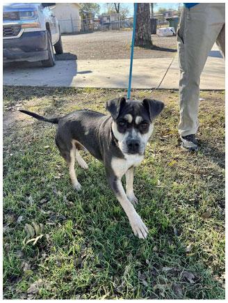 Marcy **Courtesy Post. Out of town pet. See below for details**, Adoptable, Adult Female Pit Bull Terrier.