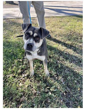 Enlarge Marcy **Courtesy Post. Out of town pet. See below for details**, a Adoptable Pit Bull Terrier in Eagle, ID image 2/2