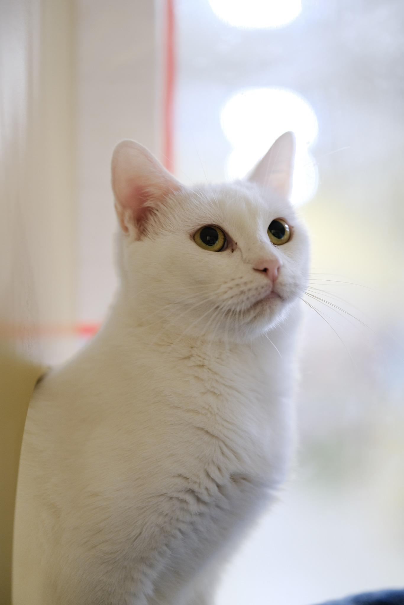 Pearl photo 1