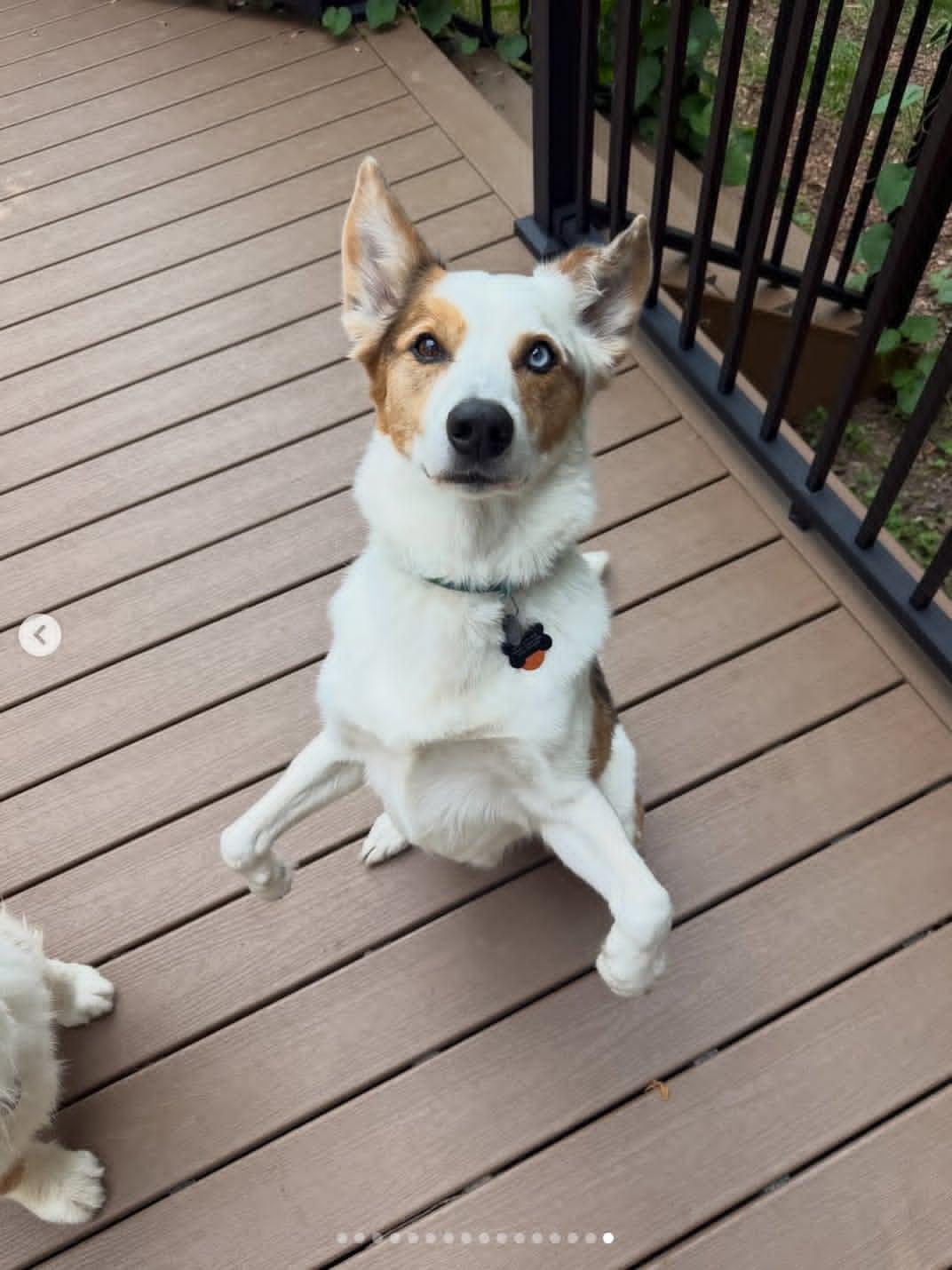 Enlarge Bert, a ADOPTABLE mixed breed in Whitewater, WI image 5/6