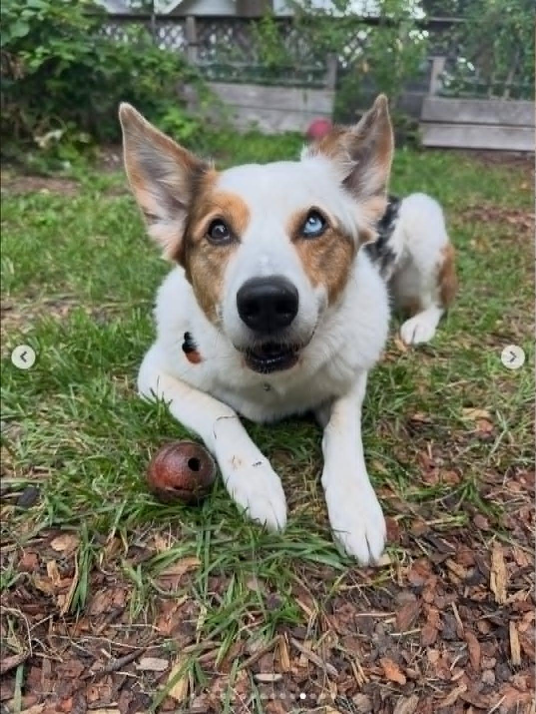 Enlarge Bert, a ADOPTABLE mixed breed in Whitewater, WI image 1/6