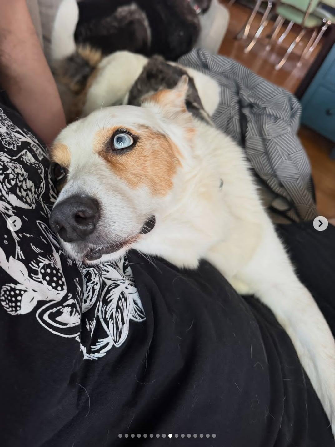 Enlarge Bert, a ADOPTABLE mixed breed in Whitewater, WI image 4/6