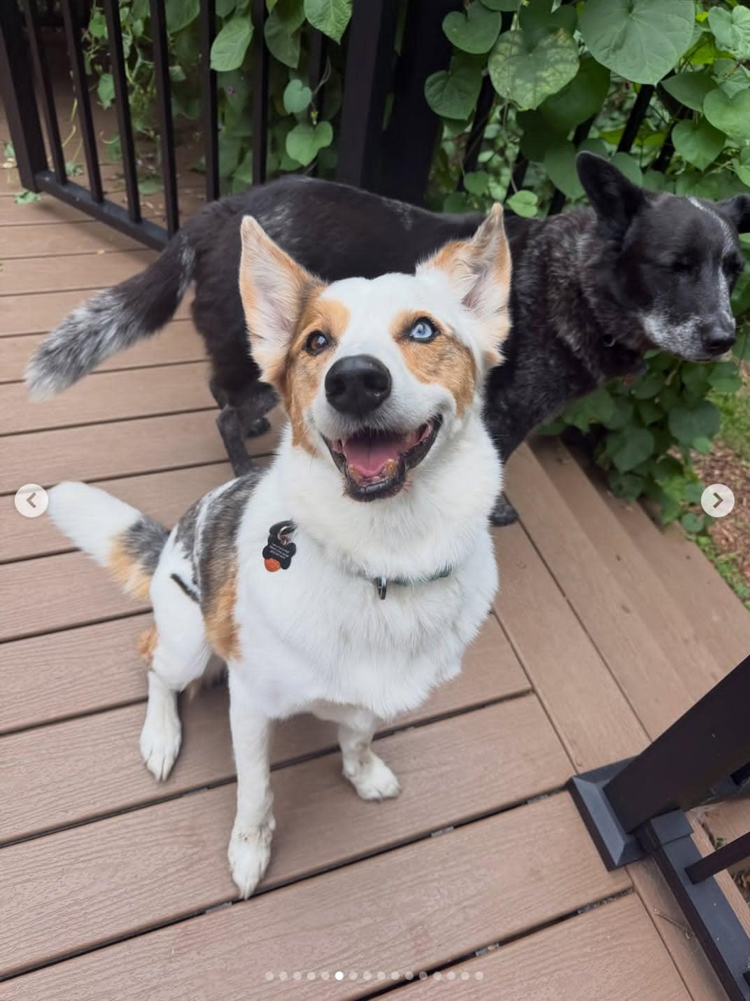 Enlarge Bert, a ADOPTABLE mixed breed in Whitewater, WI image 3/6