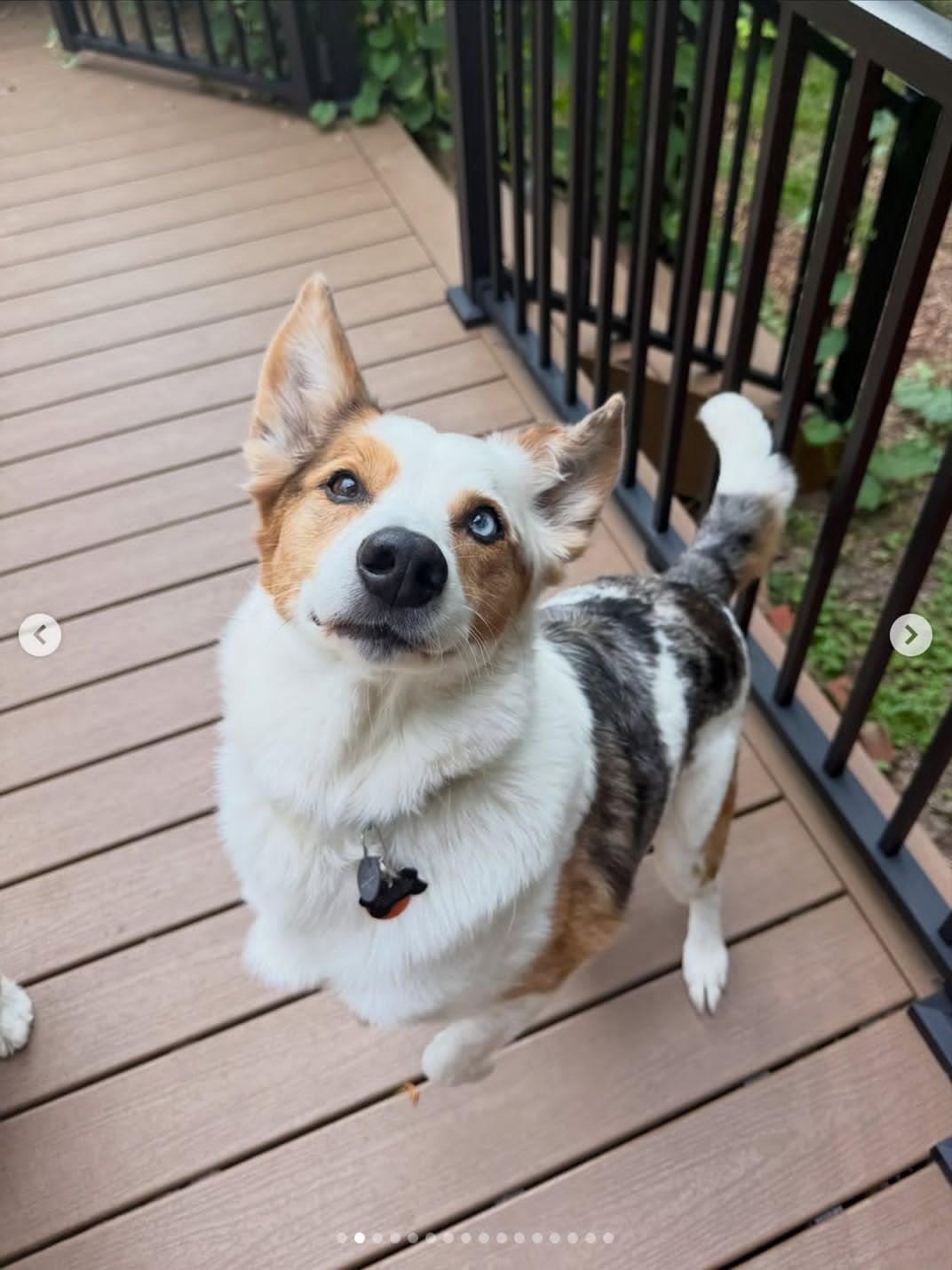 Enlarge Bert, a ADOPTABLE mixed breed in Whitewater, WI image 6/6