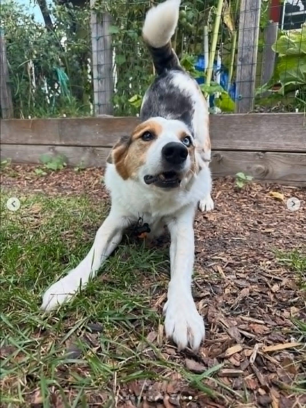 Enlarge Bert, a ADOPTABLE mixed breed in Whitewater, WI image 2/6