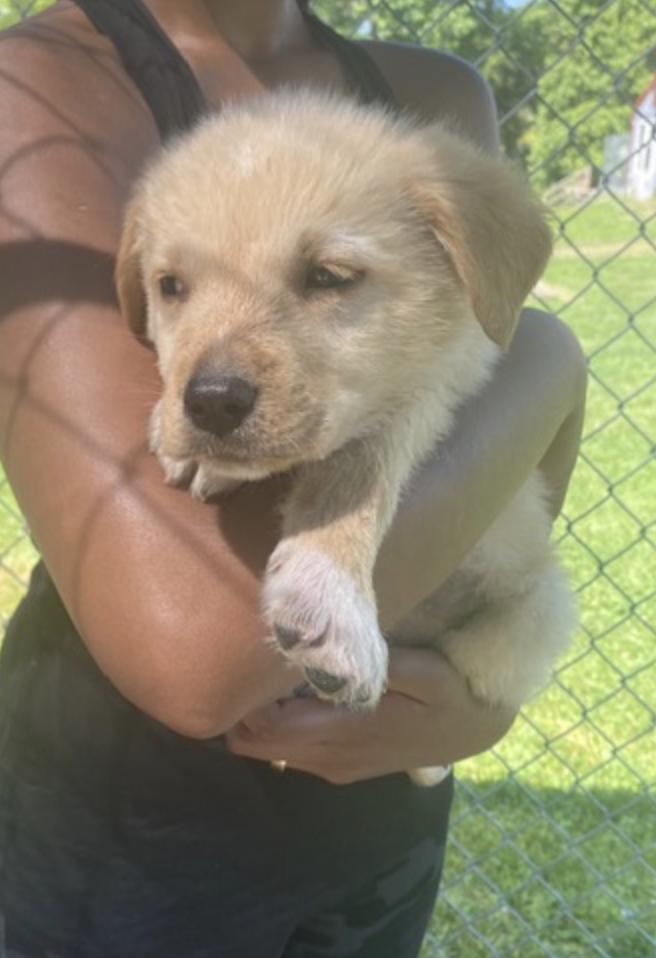 Pyr/Yellow Lab Pups Girls, Adoptable, Puppy Female Great Pyrenees.