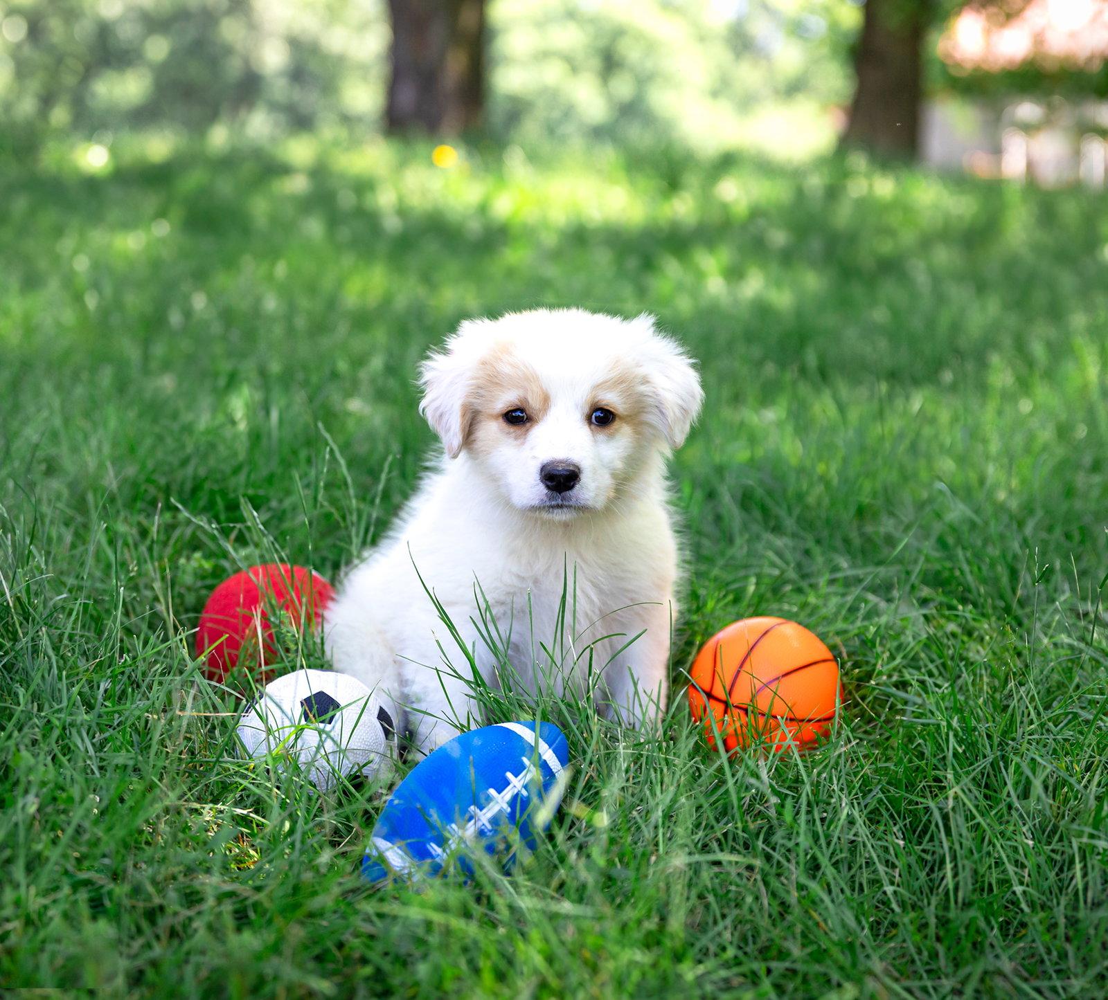 Pyr/Yellow Lab Pups Girls, Adoptable, Puppy Female Great Pyrenees.