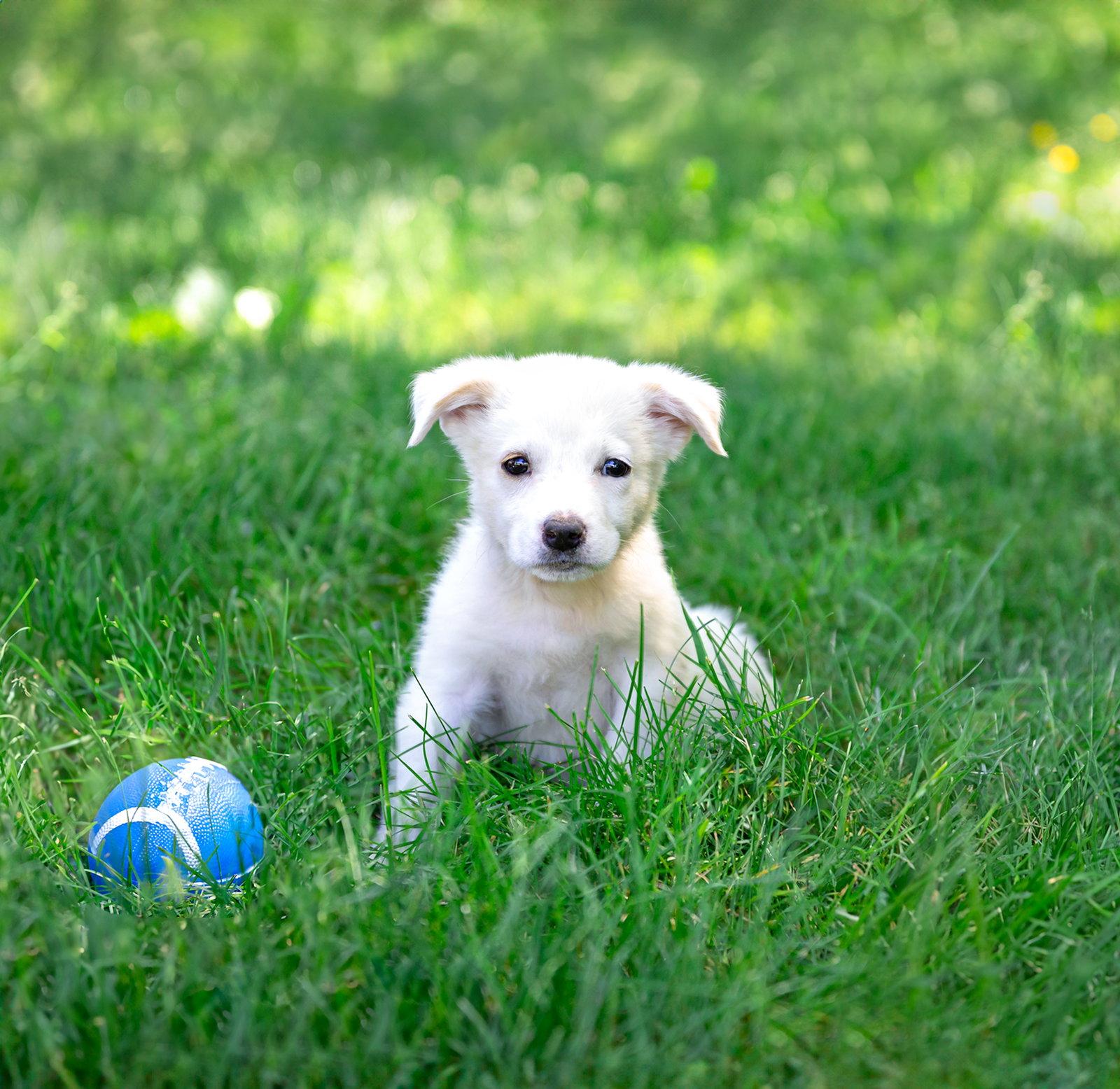 Enlarge Pyr/Yellow Lab Pups Girls, a Adoptable Great Pyrenees in Coatesville, PA image 2/3