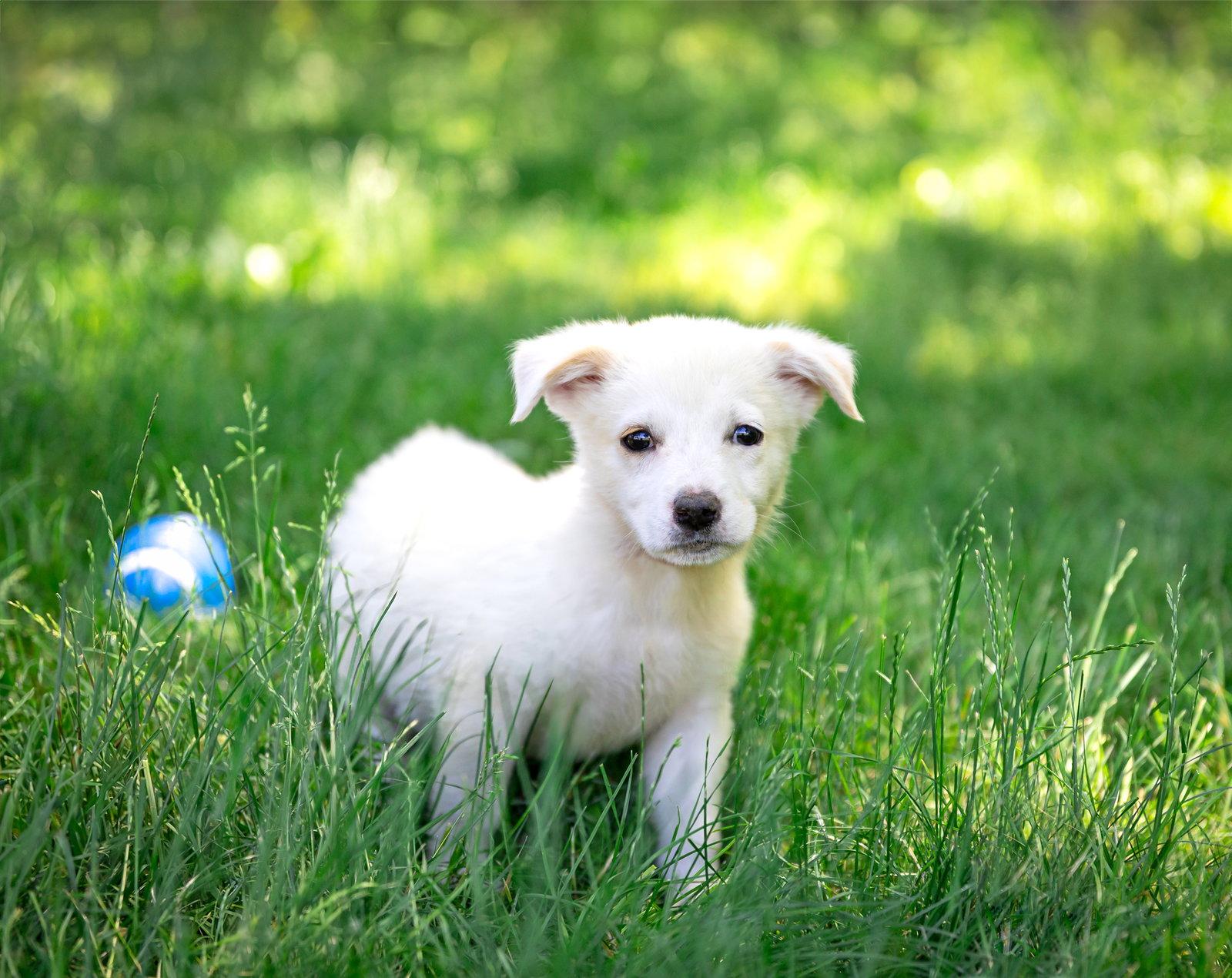 Enlarge Pyr/Yellow Lab Pups Girls, a Adoptable Great Pyrenees in Coatesville, PA image 3/3