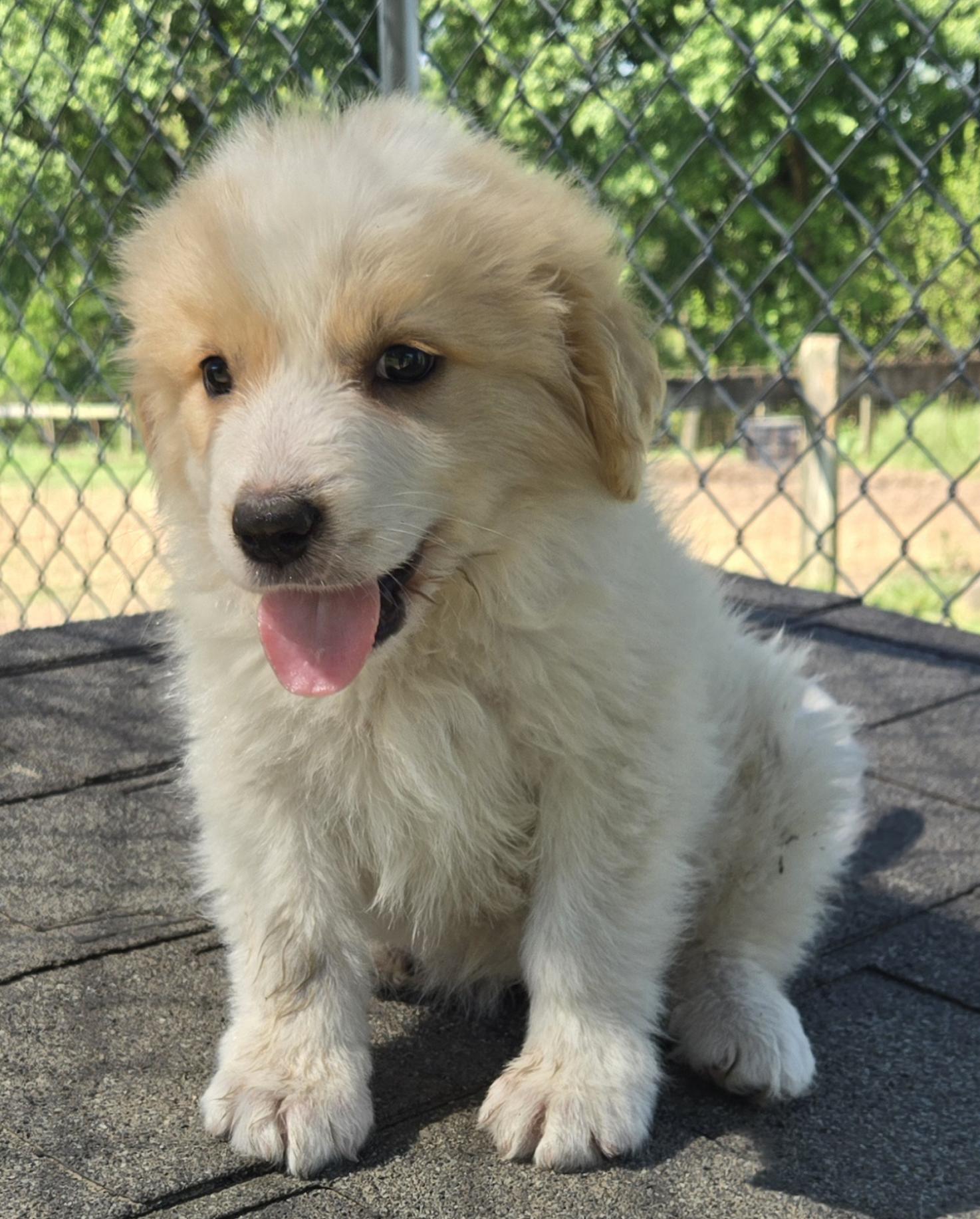 Enlarge Pyr/Yellow Lab Pups Girls, a Adoptable Great Pyrenees in Coatesville, PA image 2/2
