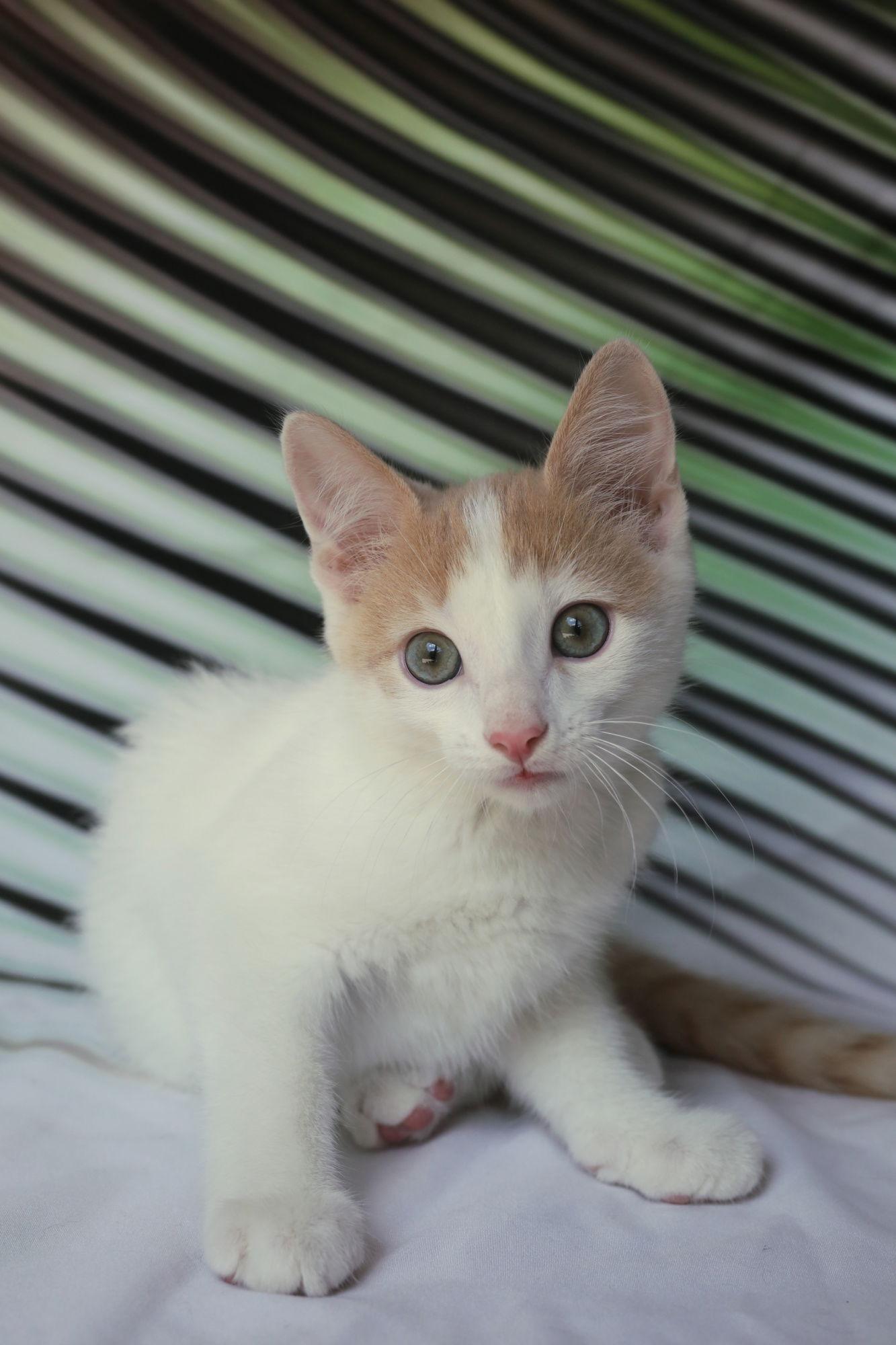 Puffin (adoption pending), Adopted, Young Male Domestic Short Hair.