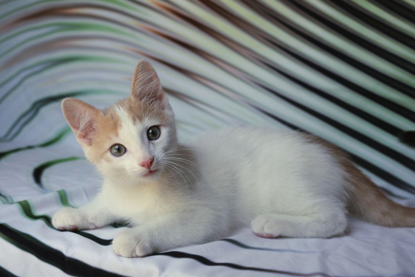 Enlarge Puffin (adoption pending), a Adopted Domestic Short Hair in New Prague, MN image 2/3