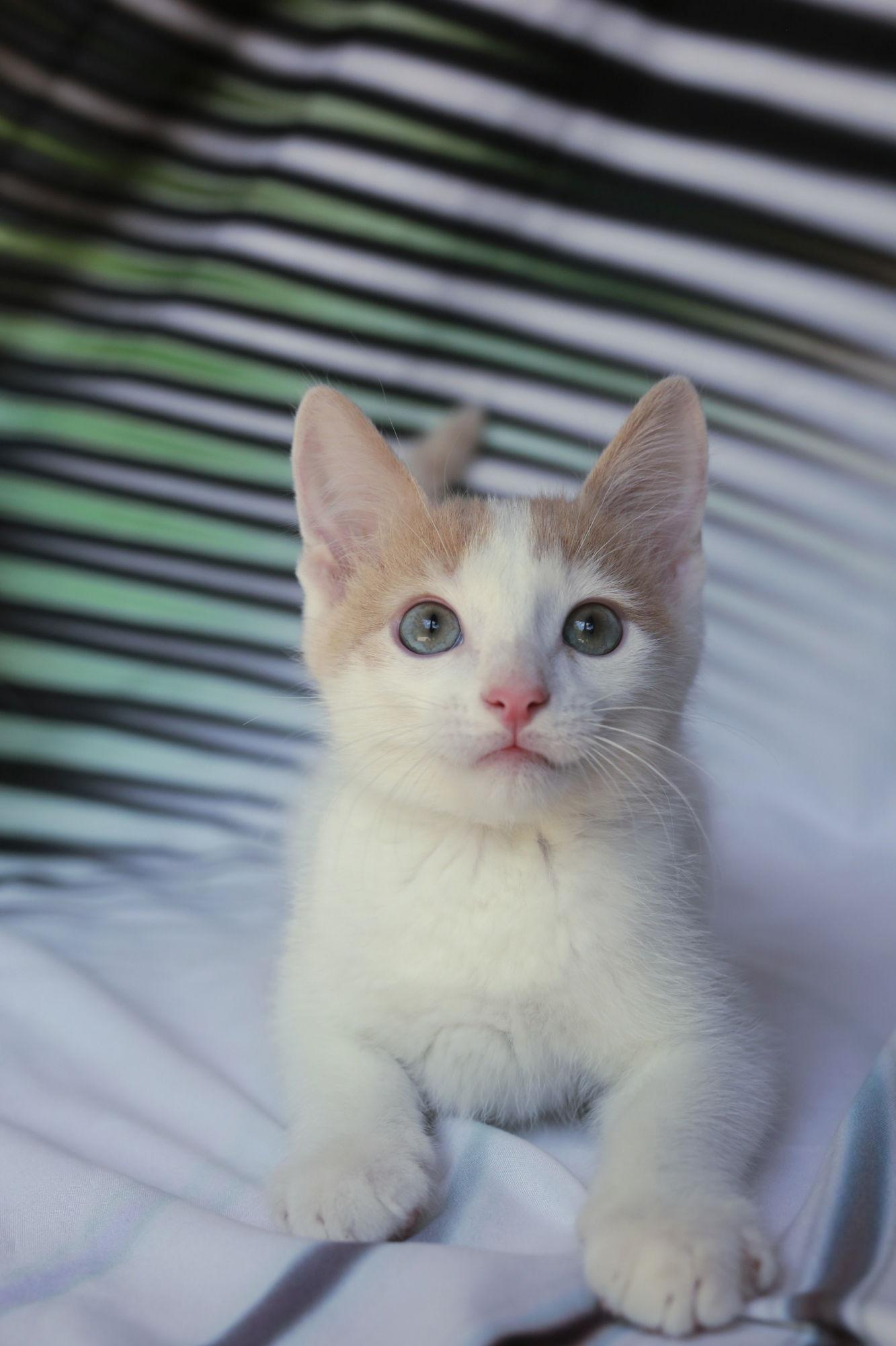 Enlarge Puffin (adoption pending), a Adopted Domestic Short Hair in New Prague, MN image 3/3