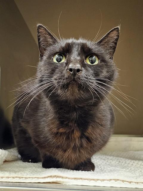 LILY, Adoptable, Senior Female Domestic Short Hair.