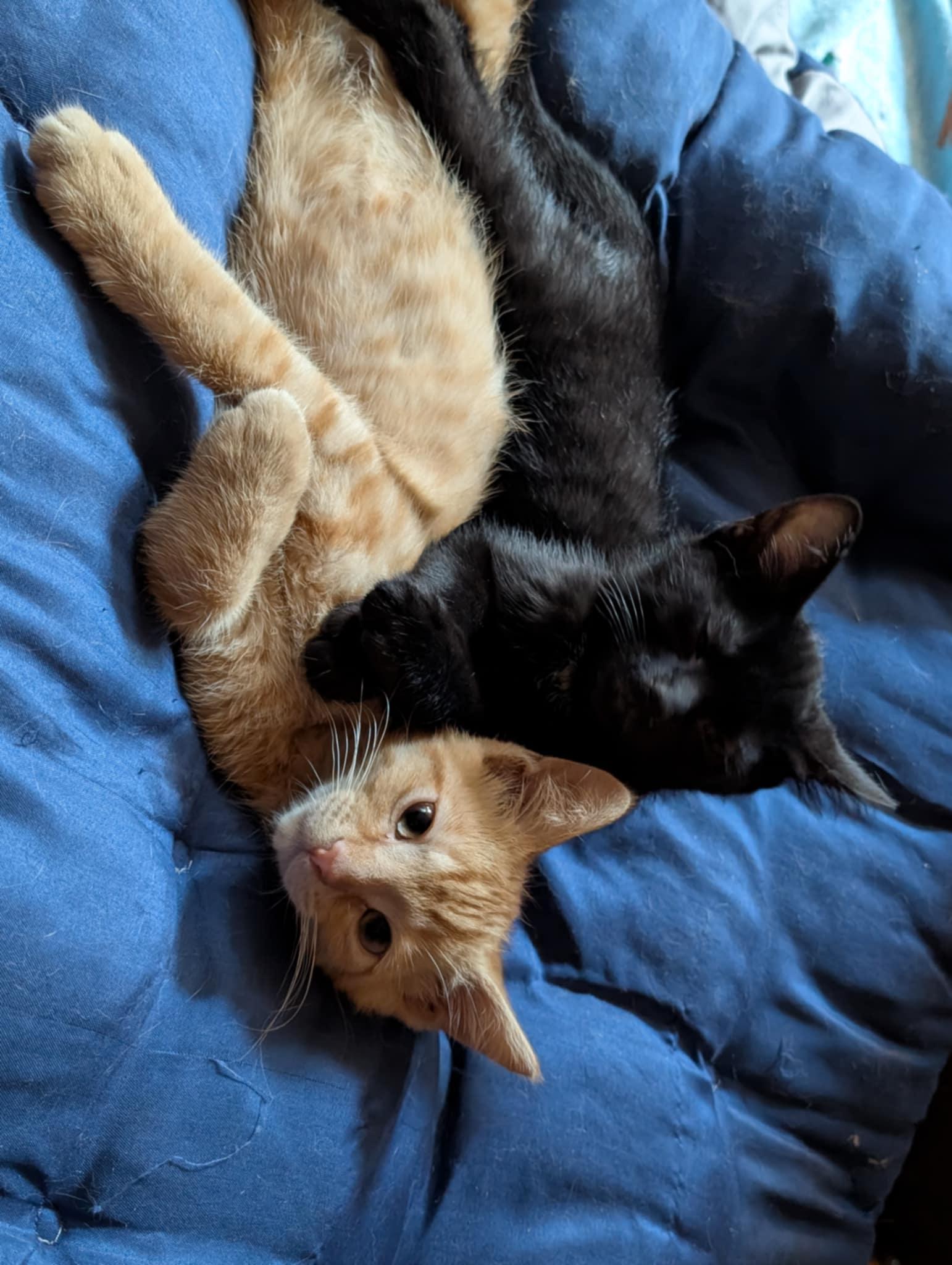Lenny, Baby Male Domestic Short Hair