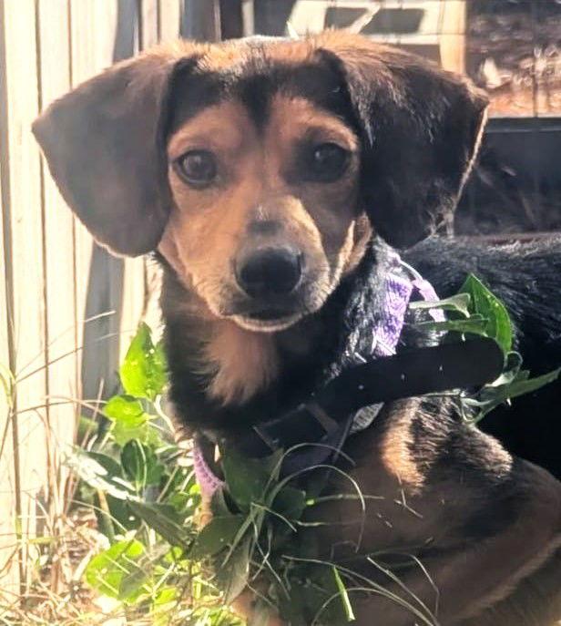 Enlarge Chip IV, a Adoptable Beagle in Dunnellon, FL image 1/3