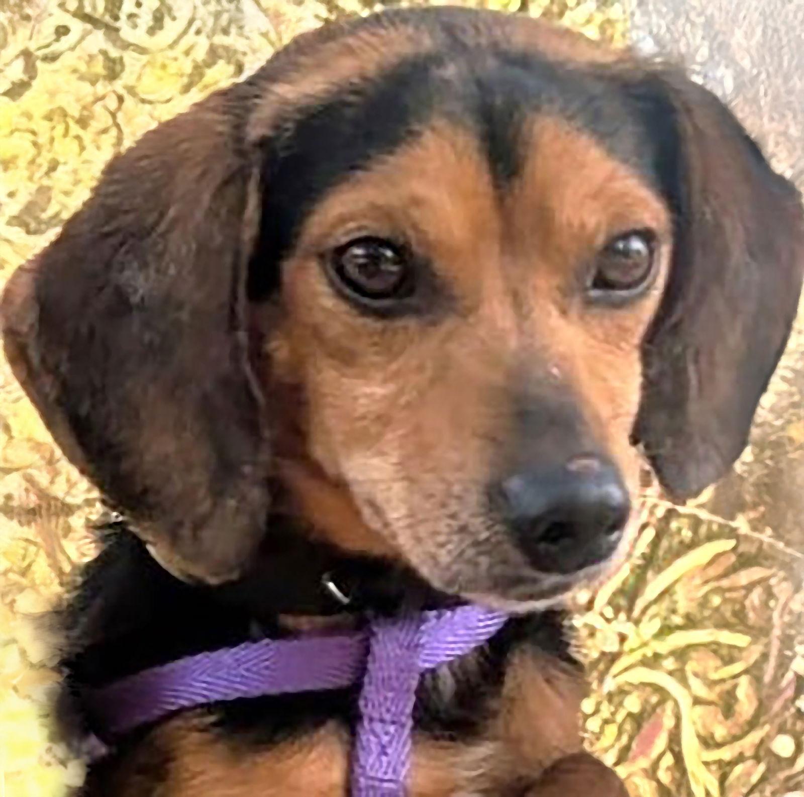 Enlarge Chip IV, a Adoptable Beagle in Dunnellon, FL image 2/3