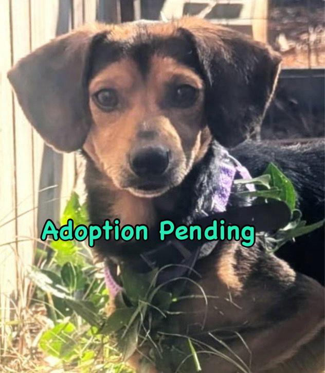 Enlarge Chip IV, a Adoptable Beagle in Dunnellon, FL image 3/3