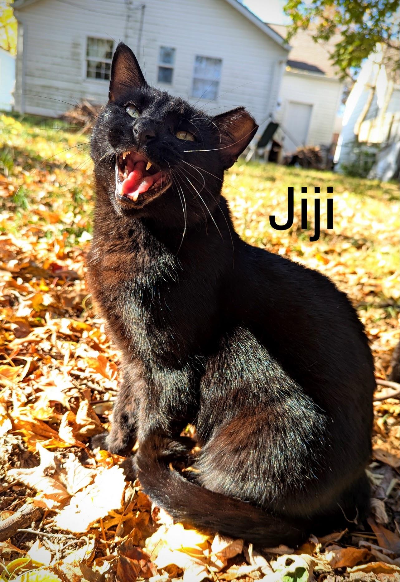 Jiji
