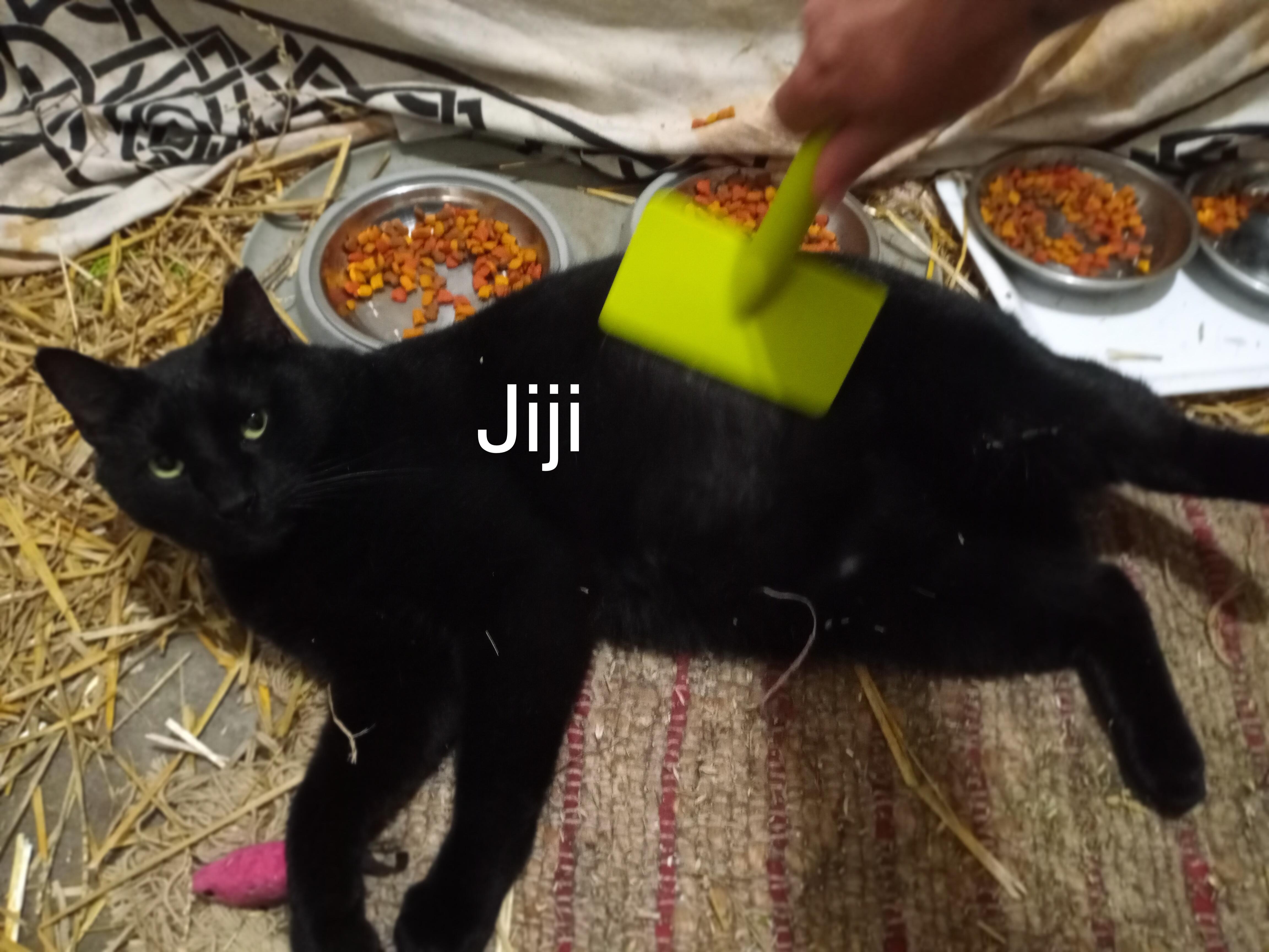 Jiji photo 2