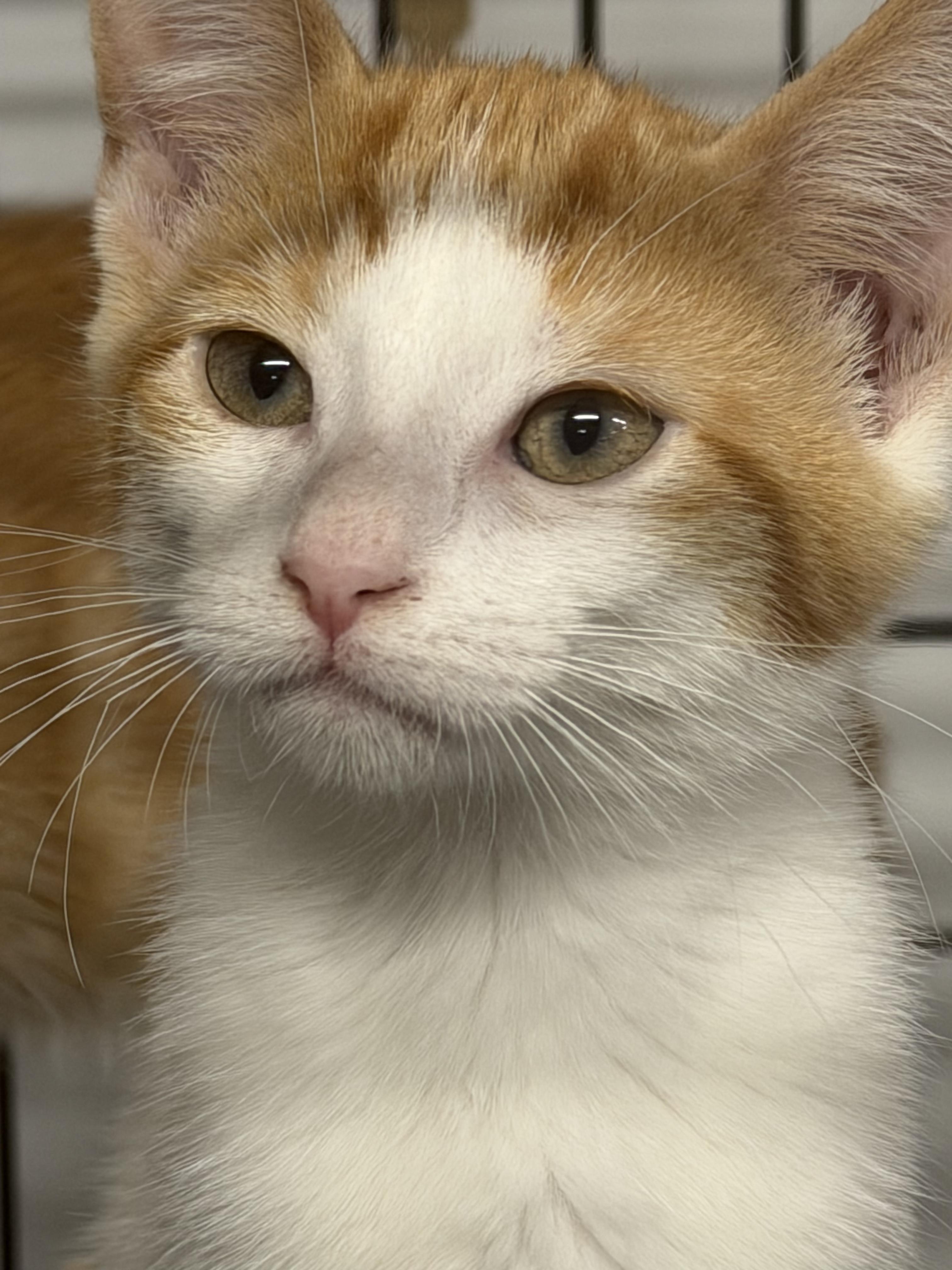 Dip, Adoptable, Young Female Domestic Short Hair.
