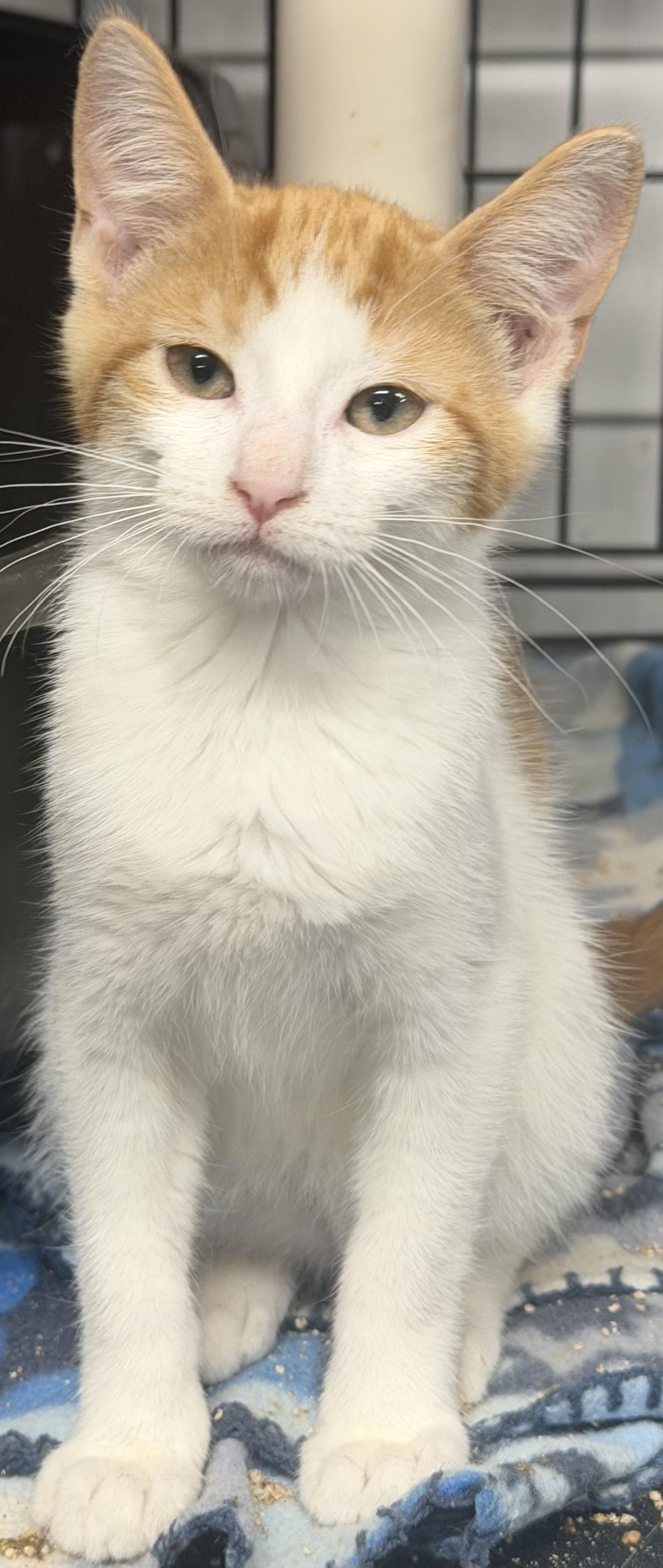 Enlarge Dip, a Adoptable Domestic Short Hair in Mears, MI image 2/5