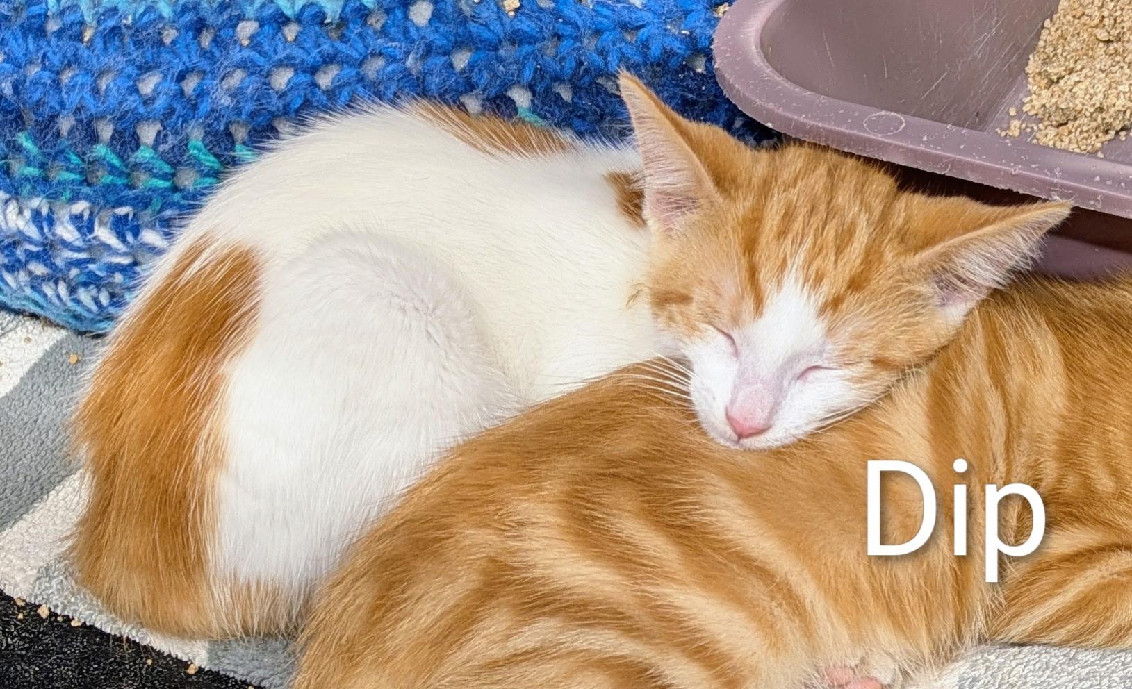 Enlarge Dip, a Adoptable Domestic Short Hair in Mears, MI image 4/5