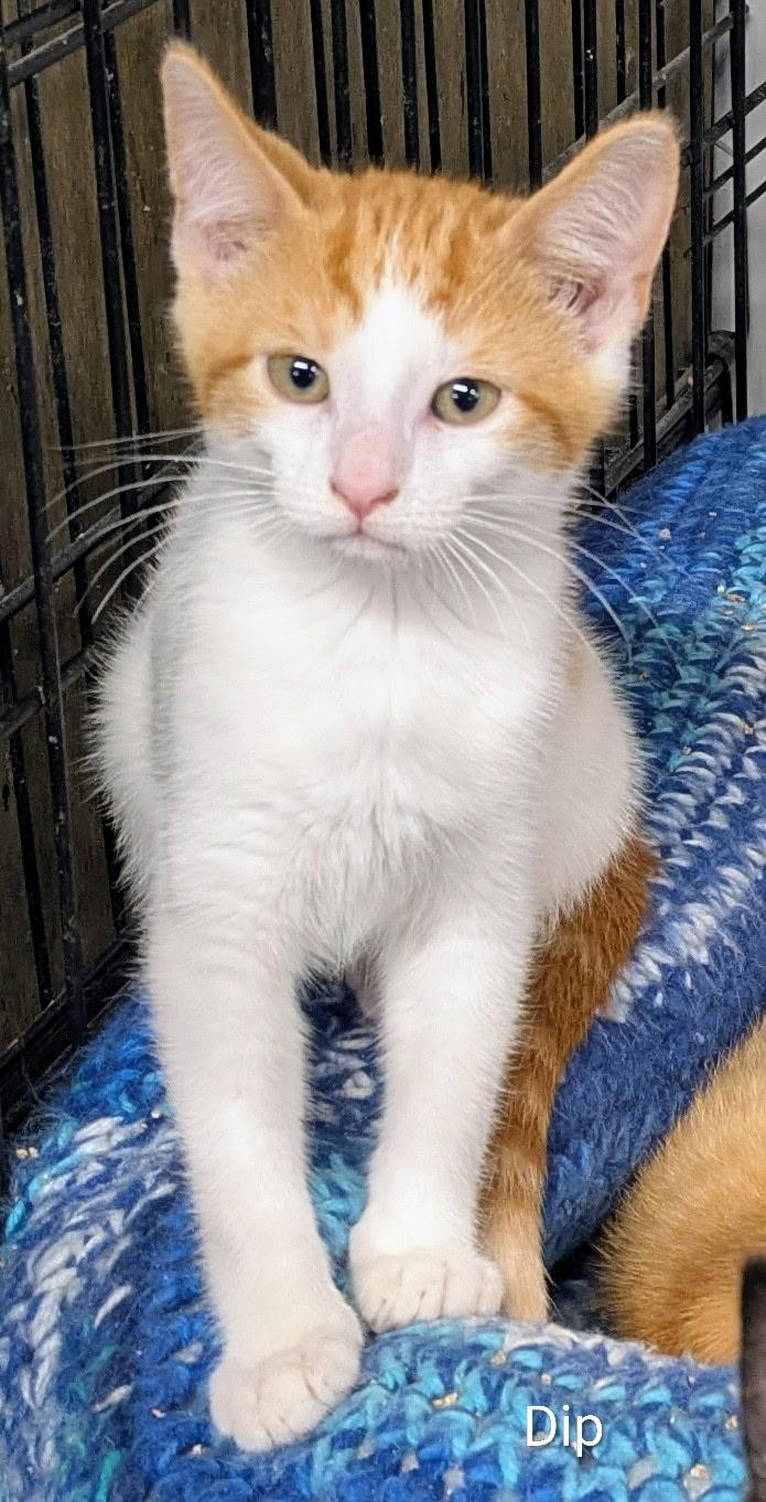 Enlarge Dip, a Adoptable Domestic Short Hair in Mears, MI image 3/5