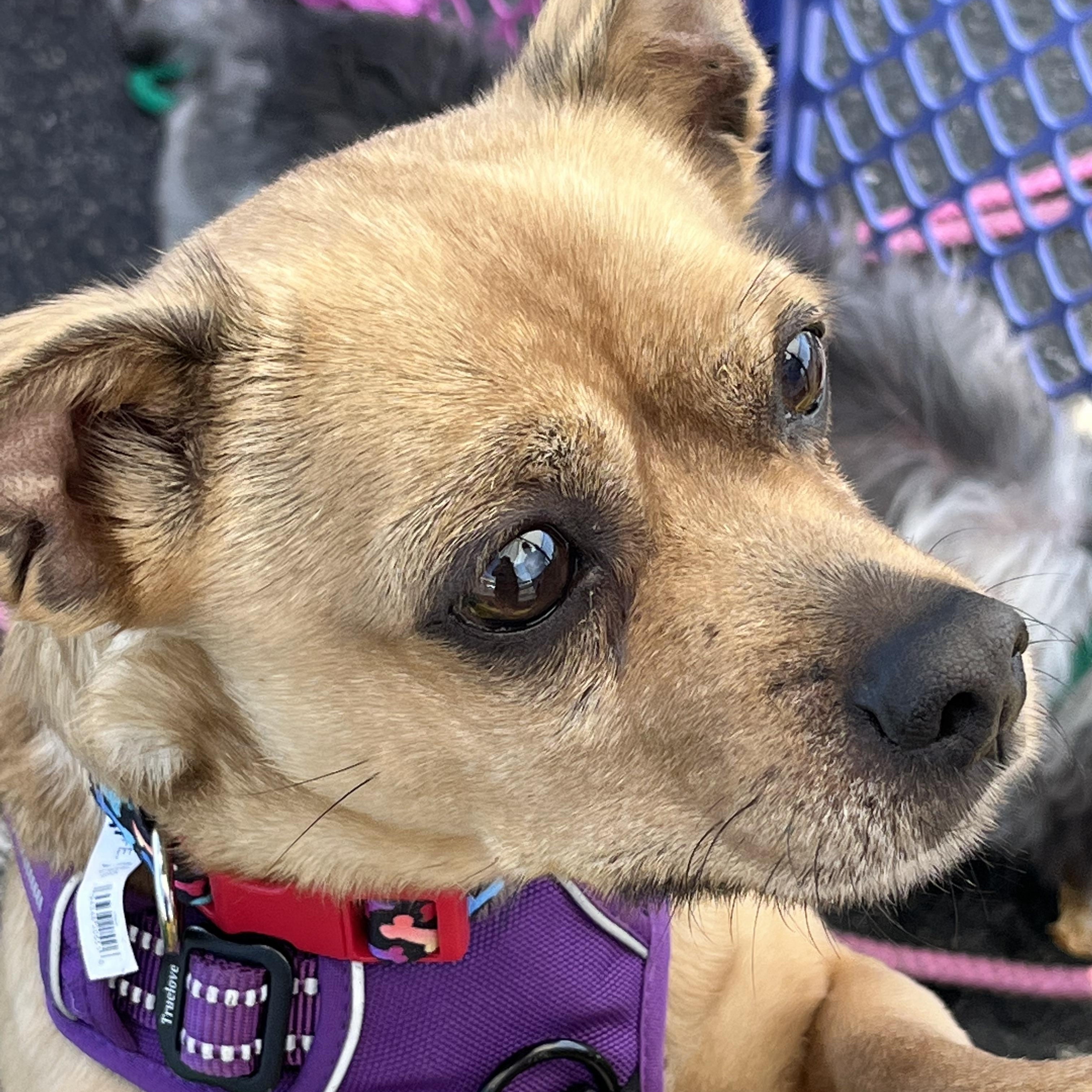 Finn, a ADOPTABLE Chiweenie in Queenstown, MD image 3/4