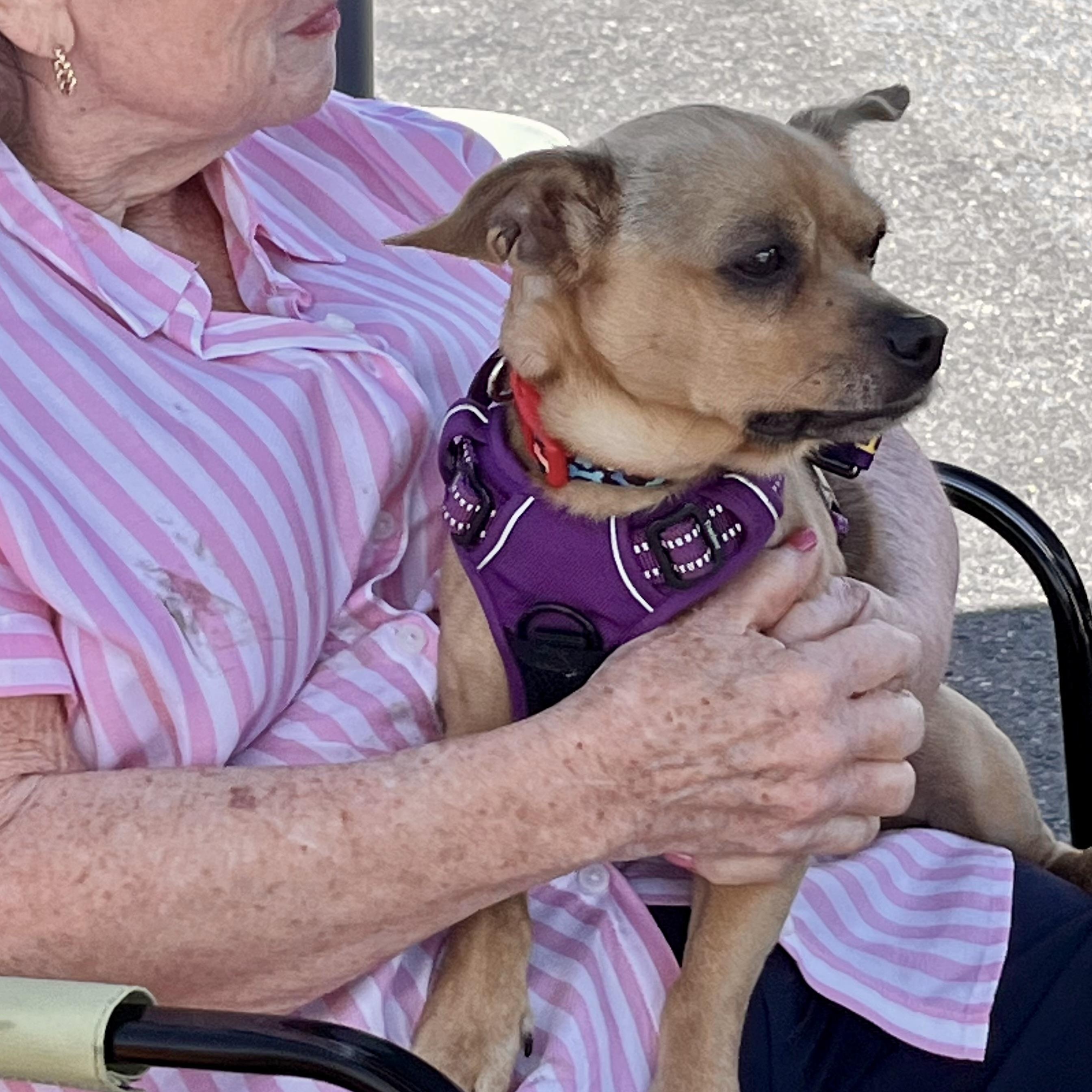 Finn, a ADOPTABLE Chiweenie in Queenstown, MD image 2/4