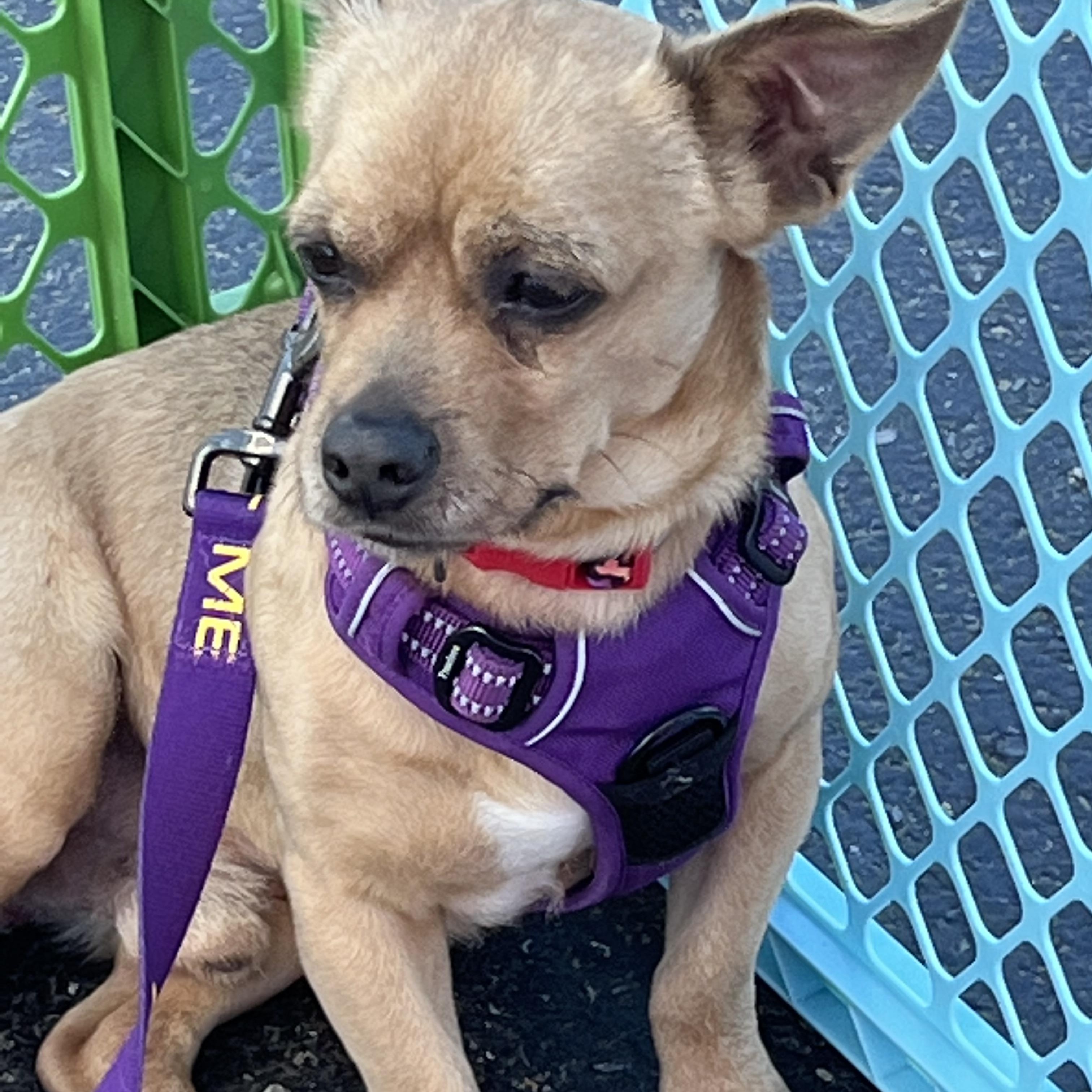 Finn, a ADOPTABLE Chiweenie in Queenstown, MD image 4/4
