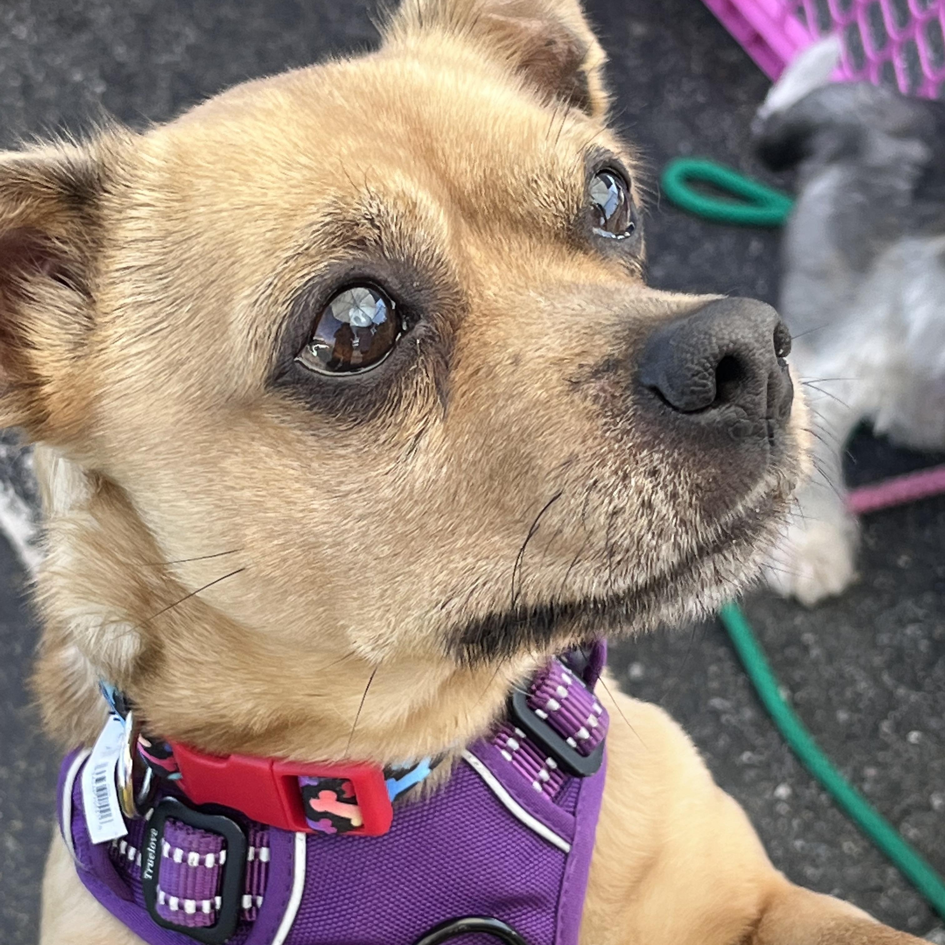 Finn, ADOPTABLE, Adult Male Chiweenie.