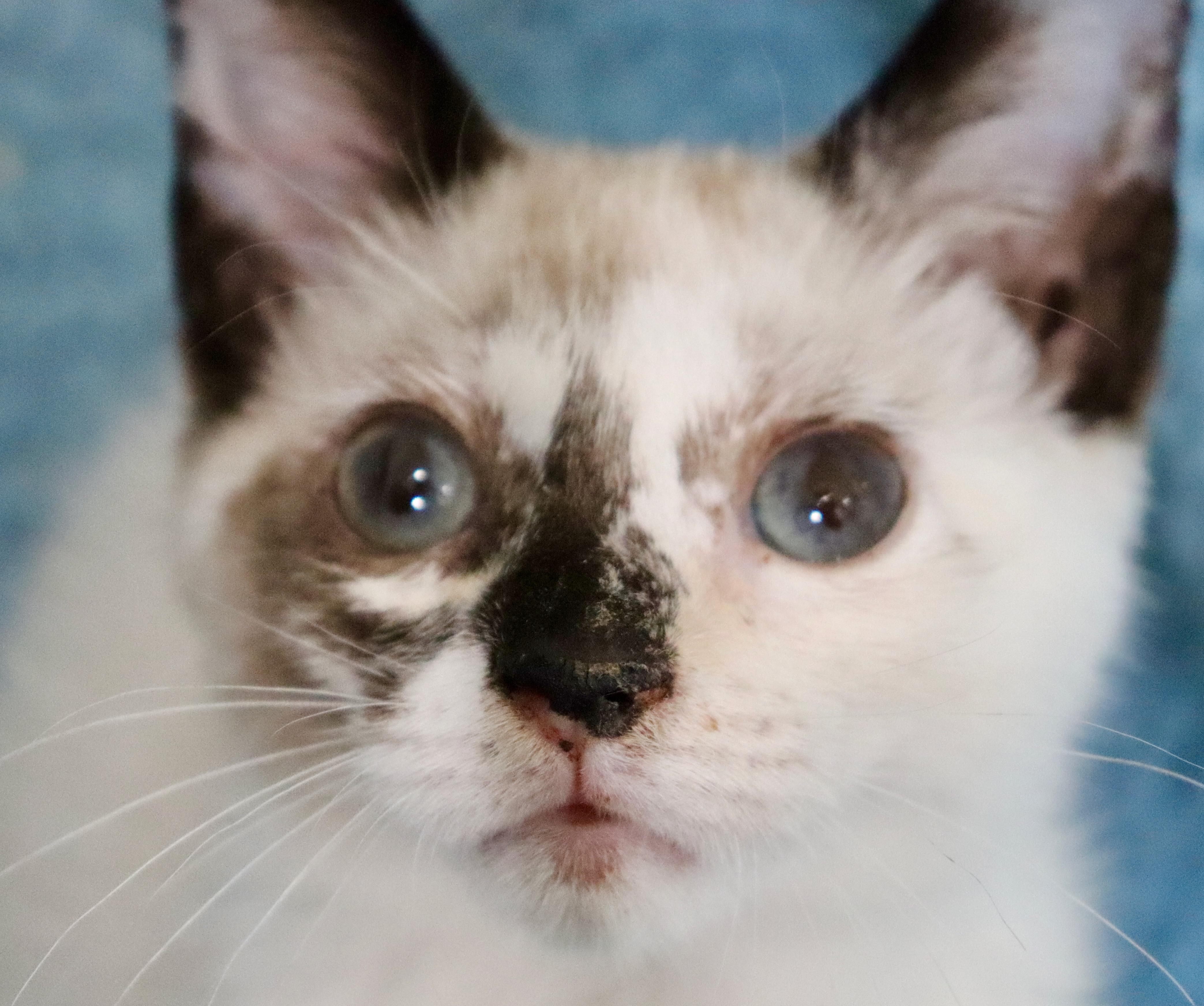 Enlarge Michelle, an adopted mixed breed in Saint Augustine, FL image 4/6