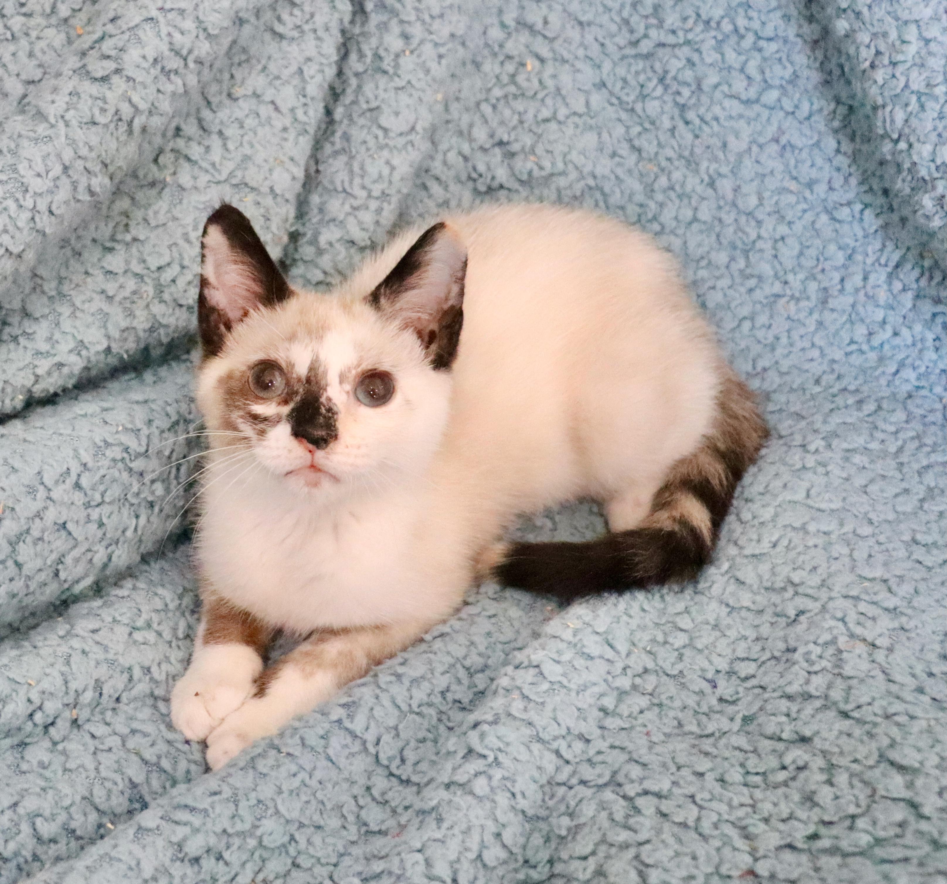 Enlarge Michelle, an adopted mixed breed in Saint Augustine, FL image 5/6