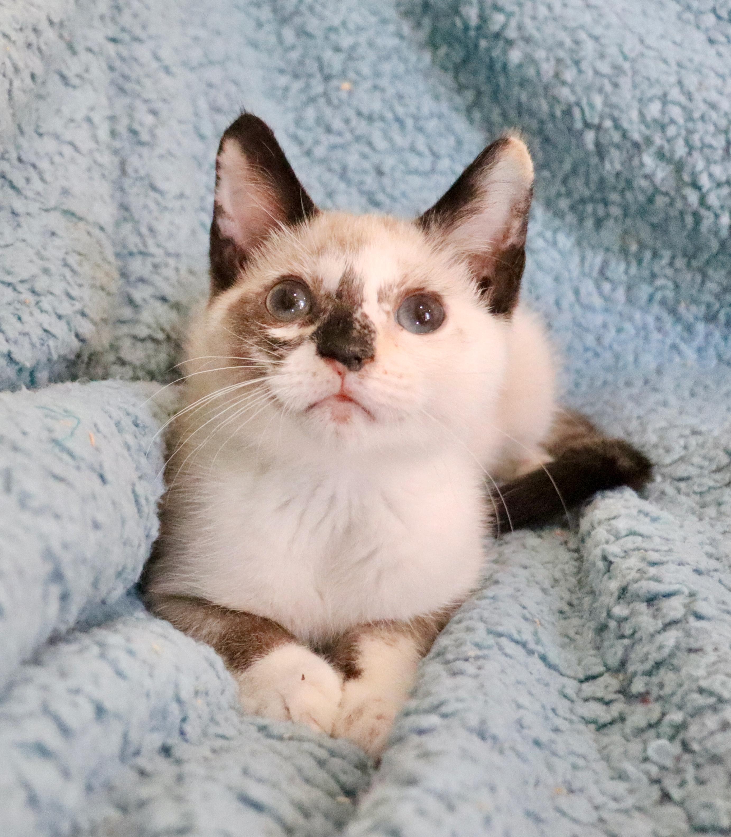 Enlarge Michelle, an adopted mixed breed in Saint Augustine, FL image 3/6