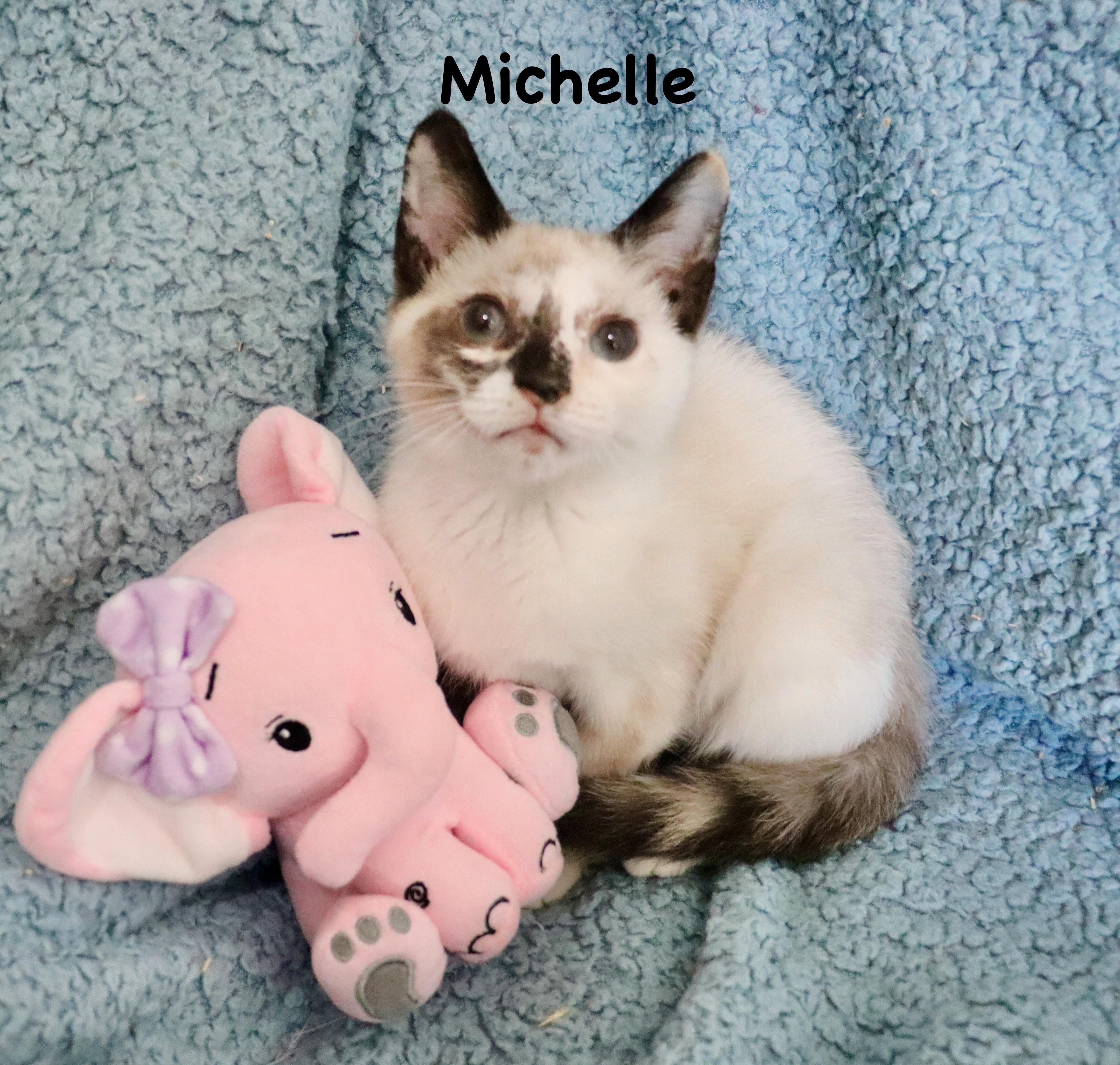 Michelle, adopted, Kitten Female Siamese.