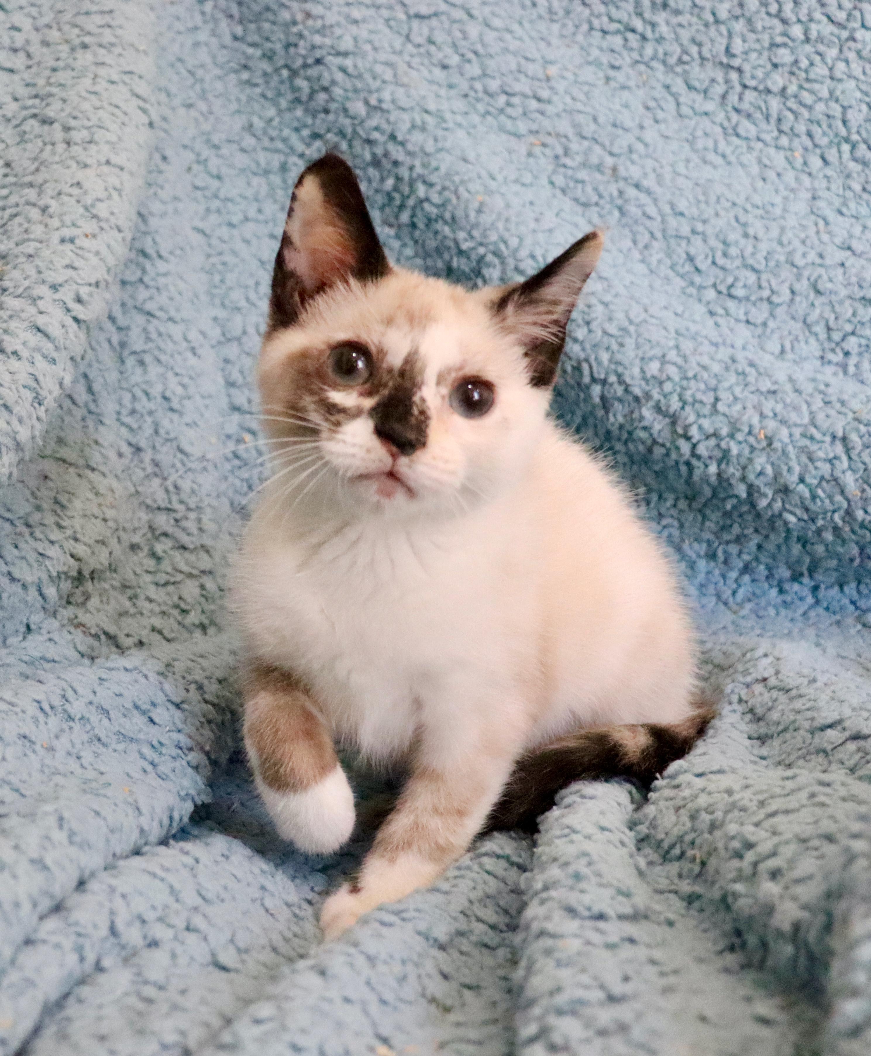 Enlarge Michelle, an adopted mixed breed in Saint Augustine, FL image 6/6