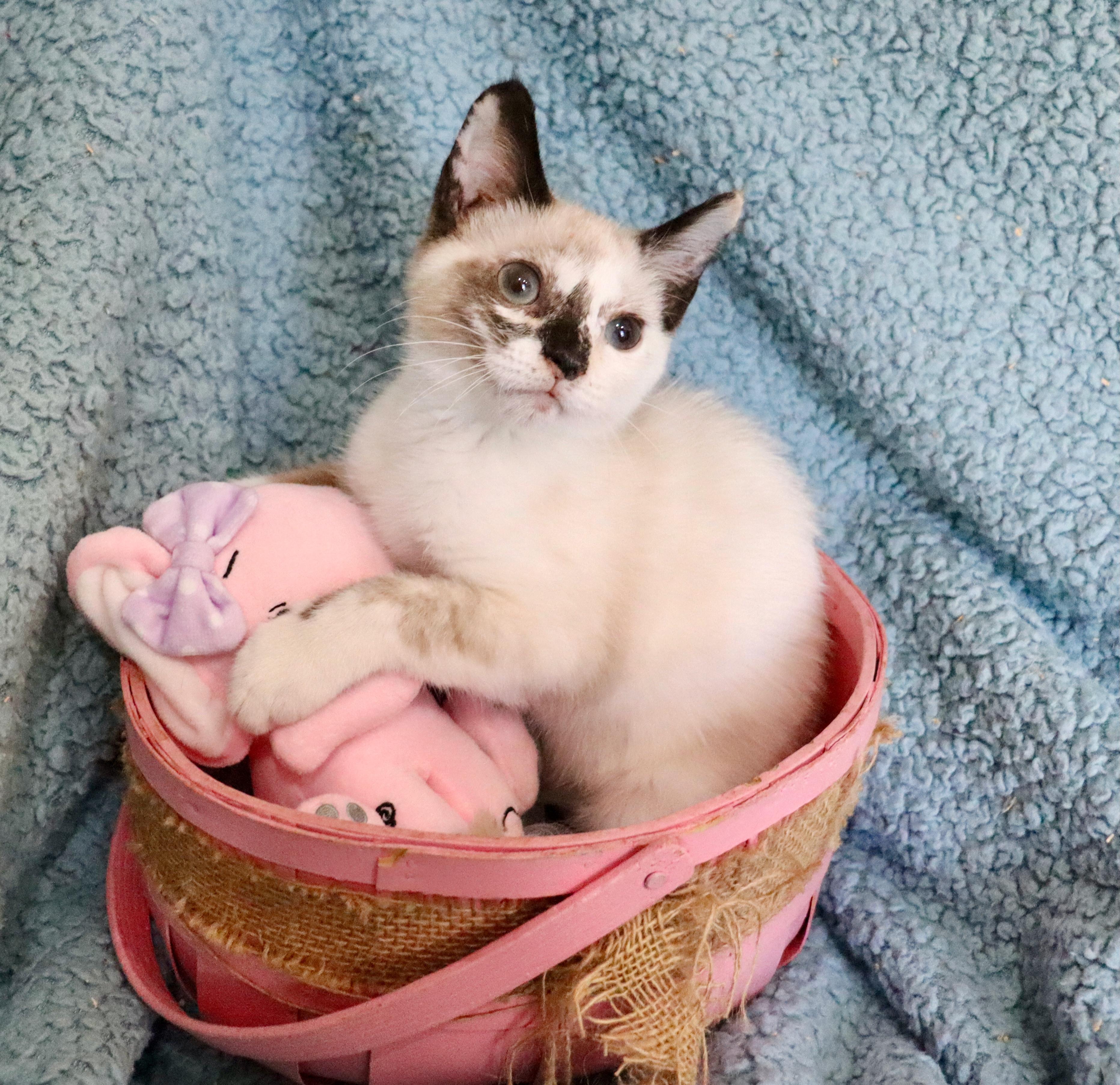 Enlarge Michelle, an adopted mixed breed in Saint Augustine, FL image 2/6