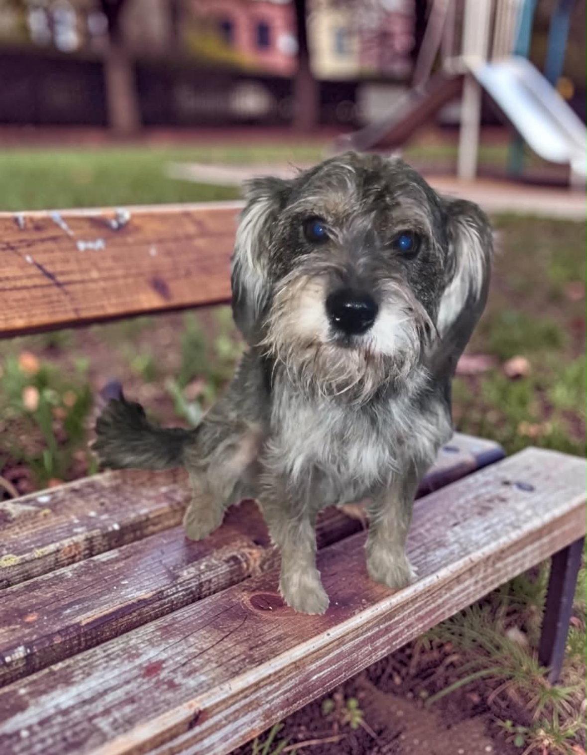 Enlarge Otis - ADOPTION IN PROCESS, a Adoptable Schnauzer in Grafton, WI image 1/3