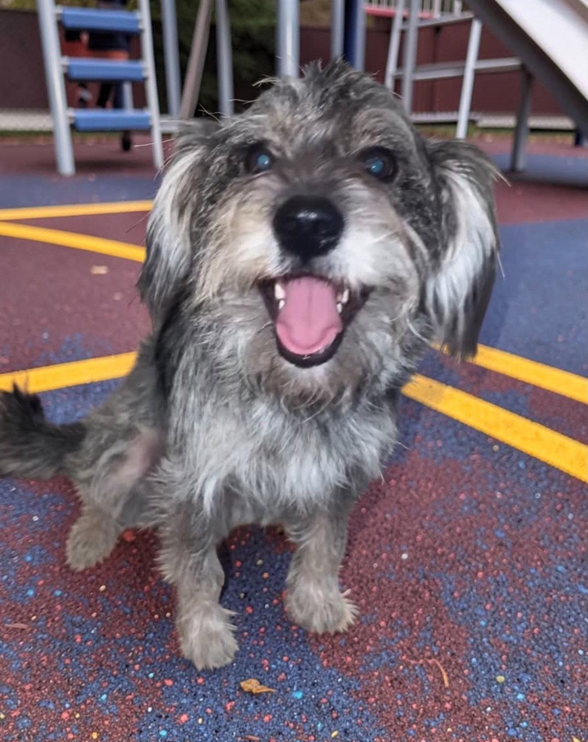 Enlarge Otis - ADOPTION IN PROCESS, a Adoptable Schnauzer in Grafton, WI image 2/3
