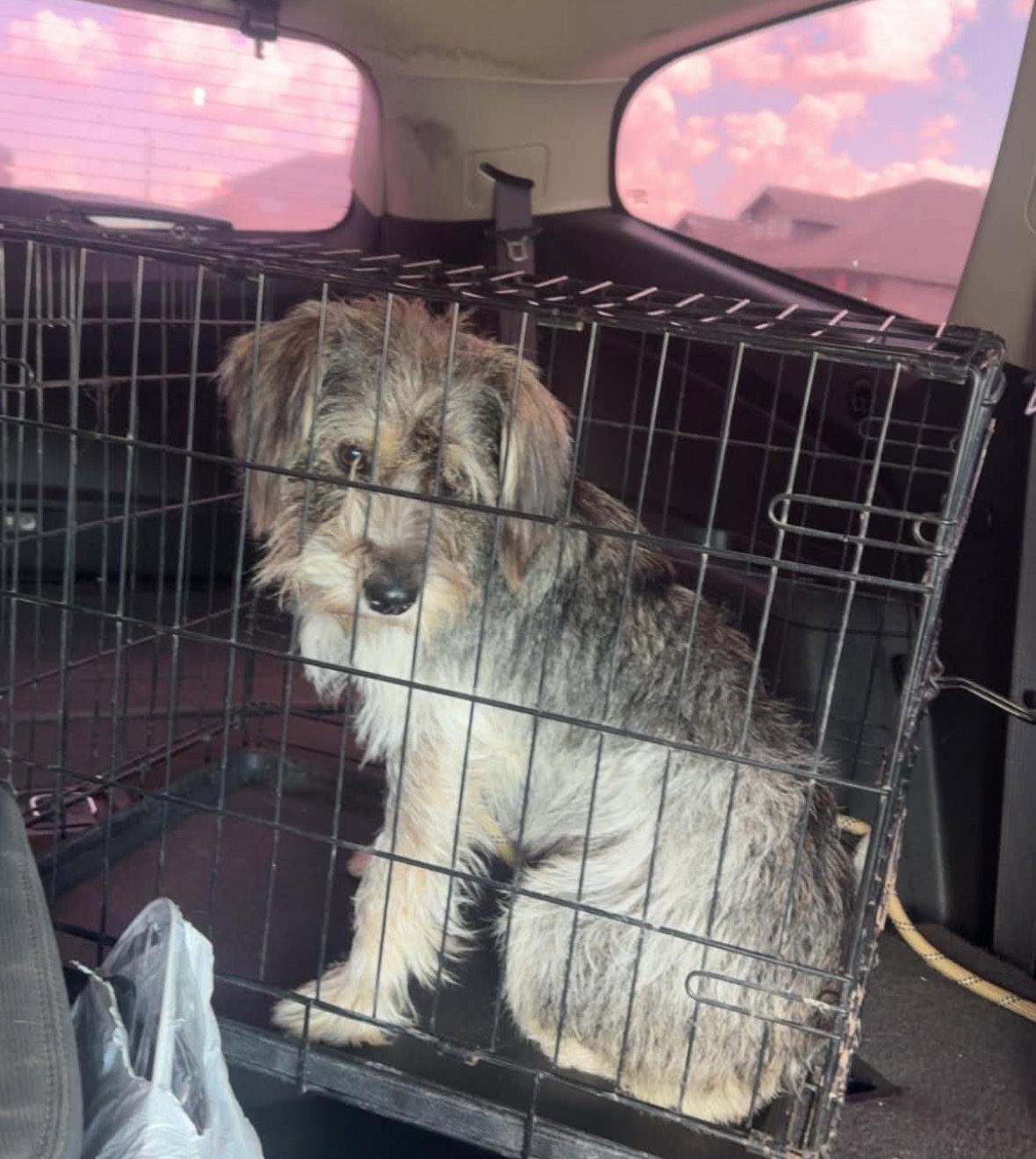 Enlarge Otis - ADOPTION IN PROCESS, a Adoptable Schnauzer in Grafton, WI image 3/3