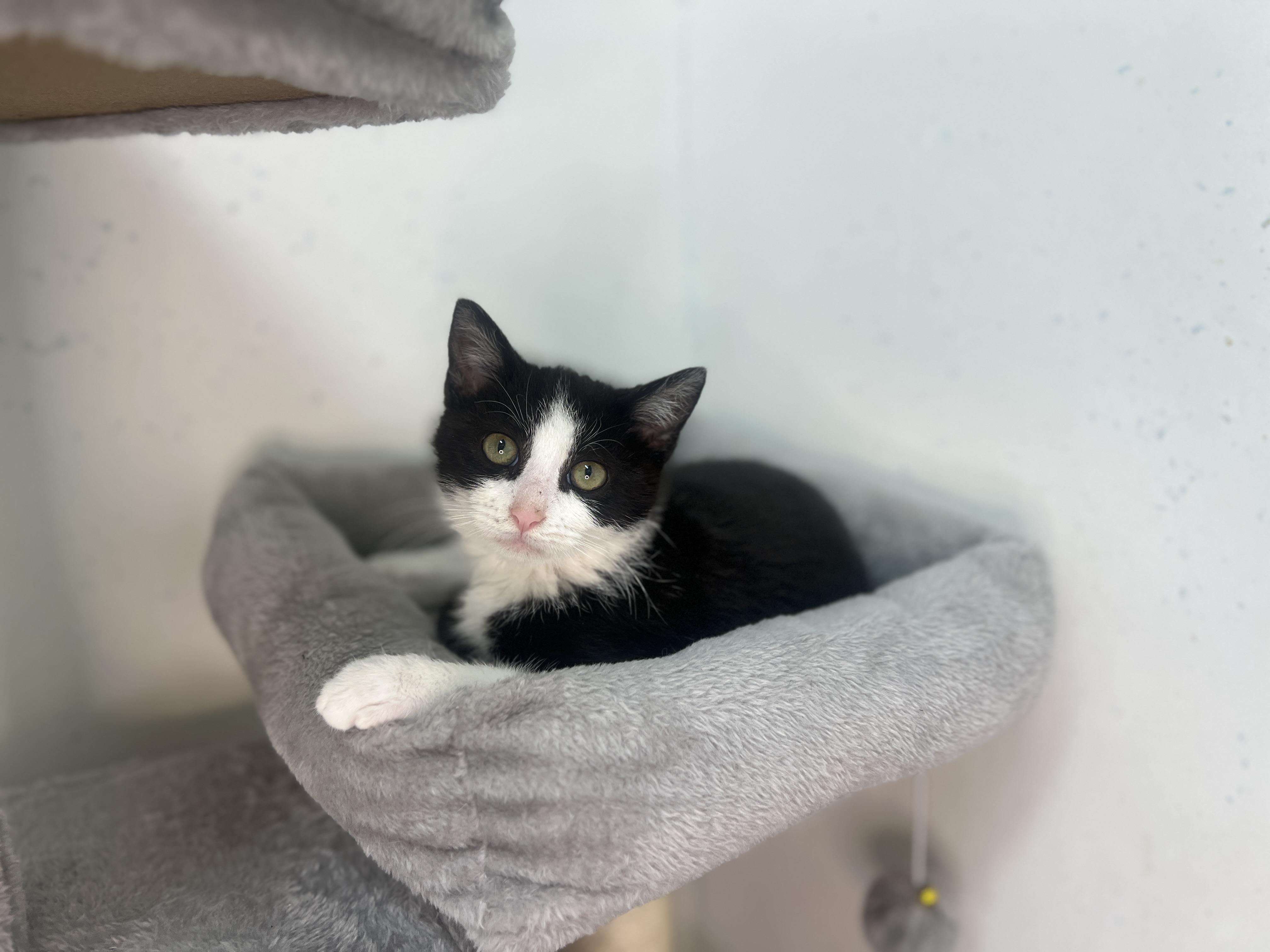 Enlarge Vader, a Adopted Domestic Short Hair in chino, CA image 4/6