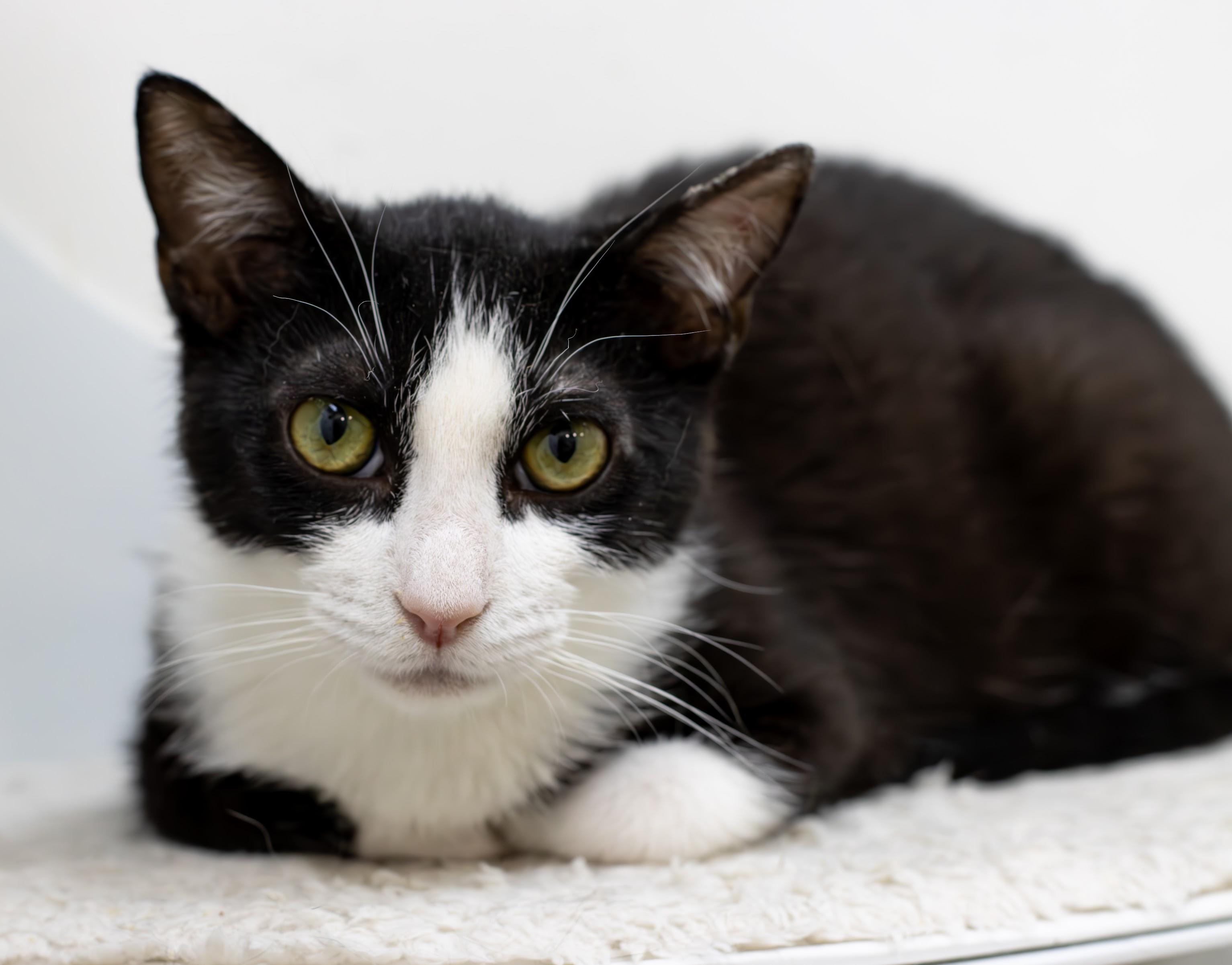 Enlarge Vader, a Adopted Domestic Short Hair in chino, CA image 5/6